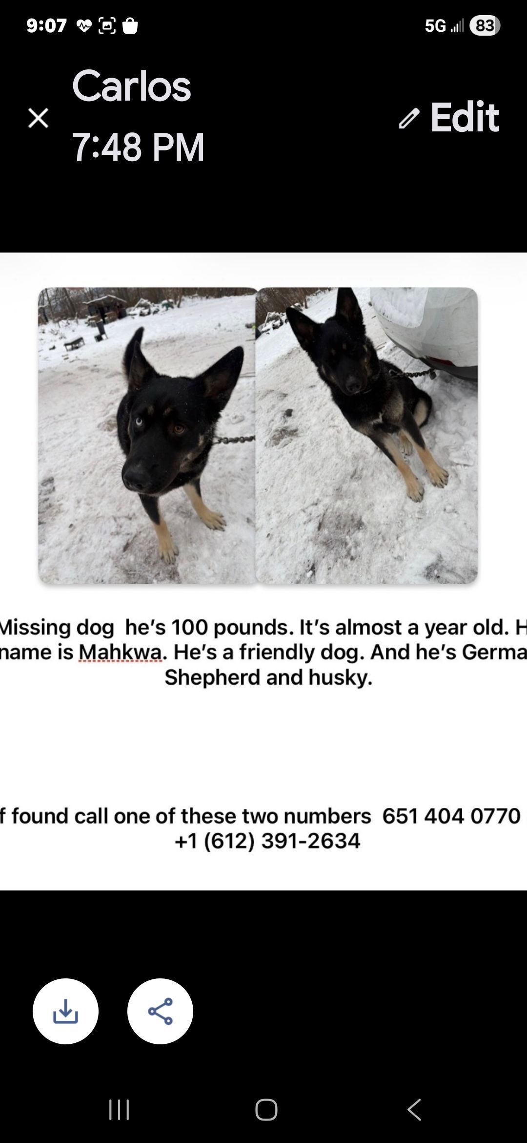 Lost Shepherd/Husky: Help Bring Him Home!