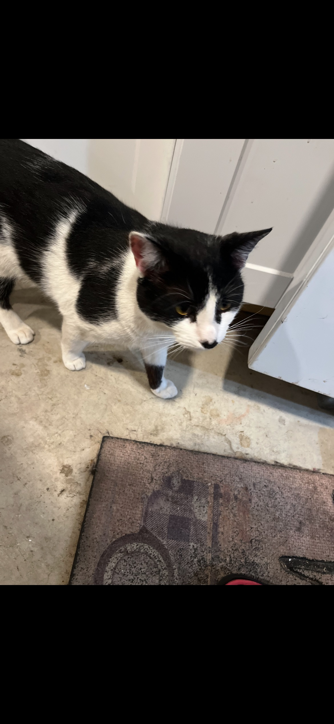 Oreo Cat Found on Casarin Ave, Simi Valley