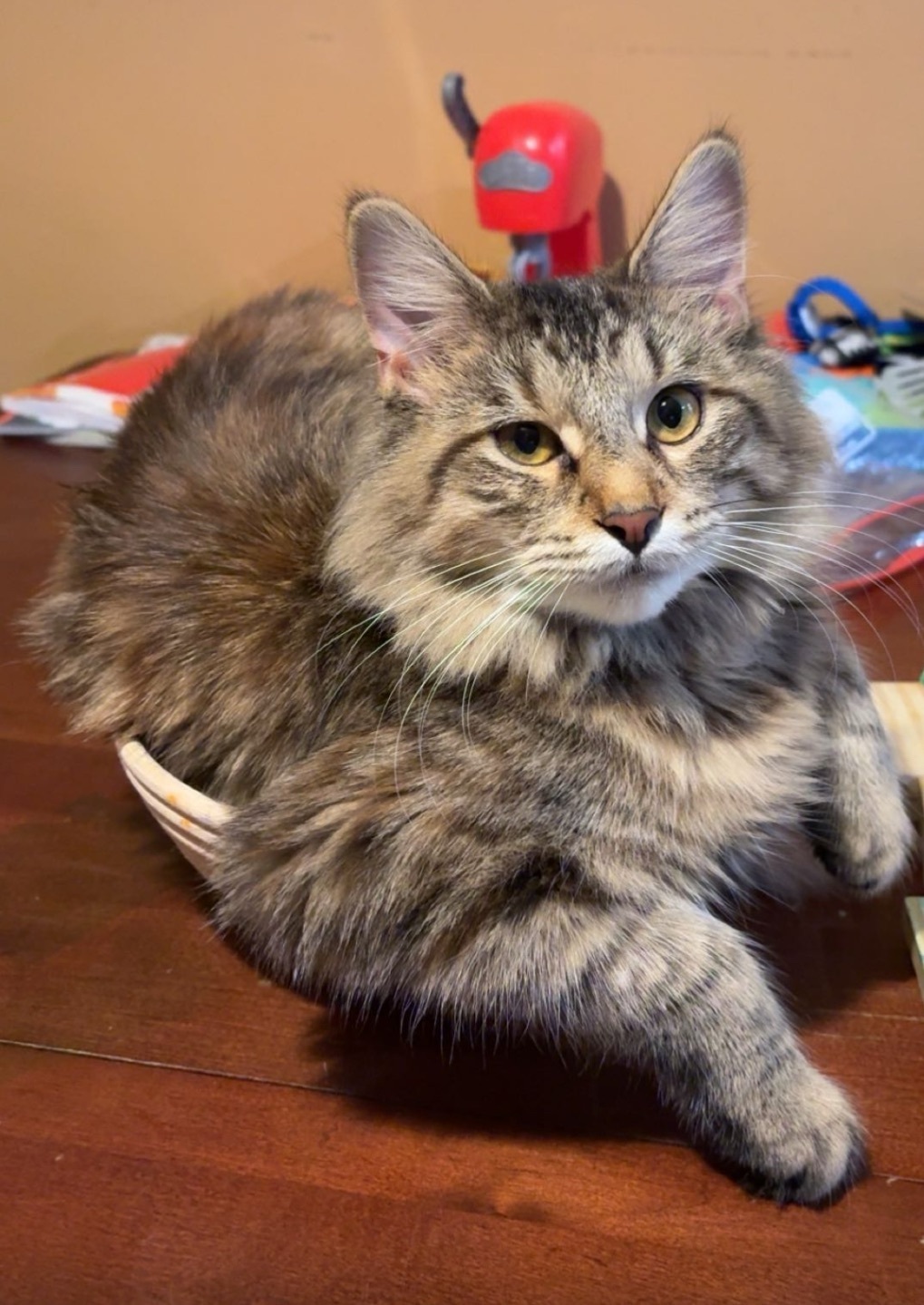 Lost Cat: Cream-Tipped Tail & Butterscotch Eyes