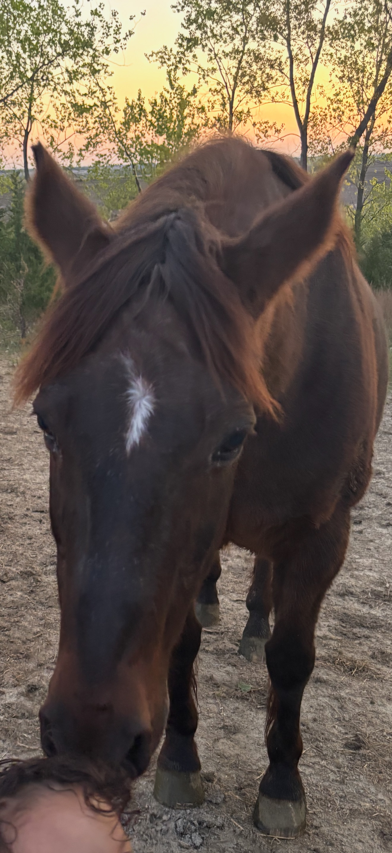 Lost Horse: Sawyer, 20, Chestnut Gelding