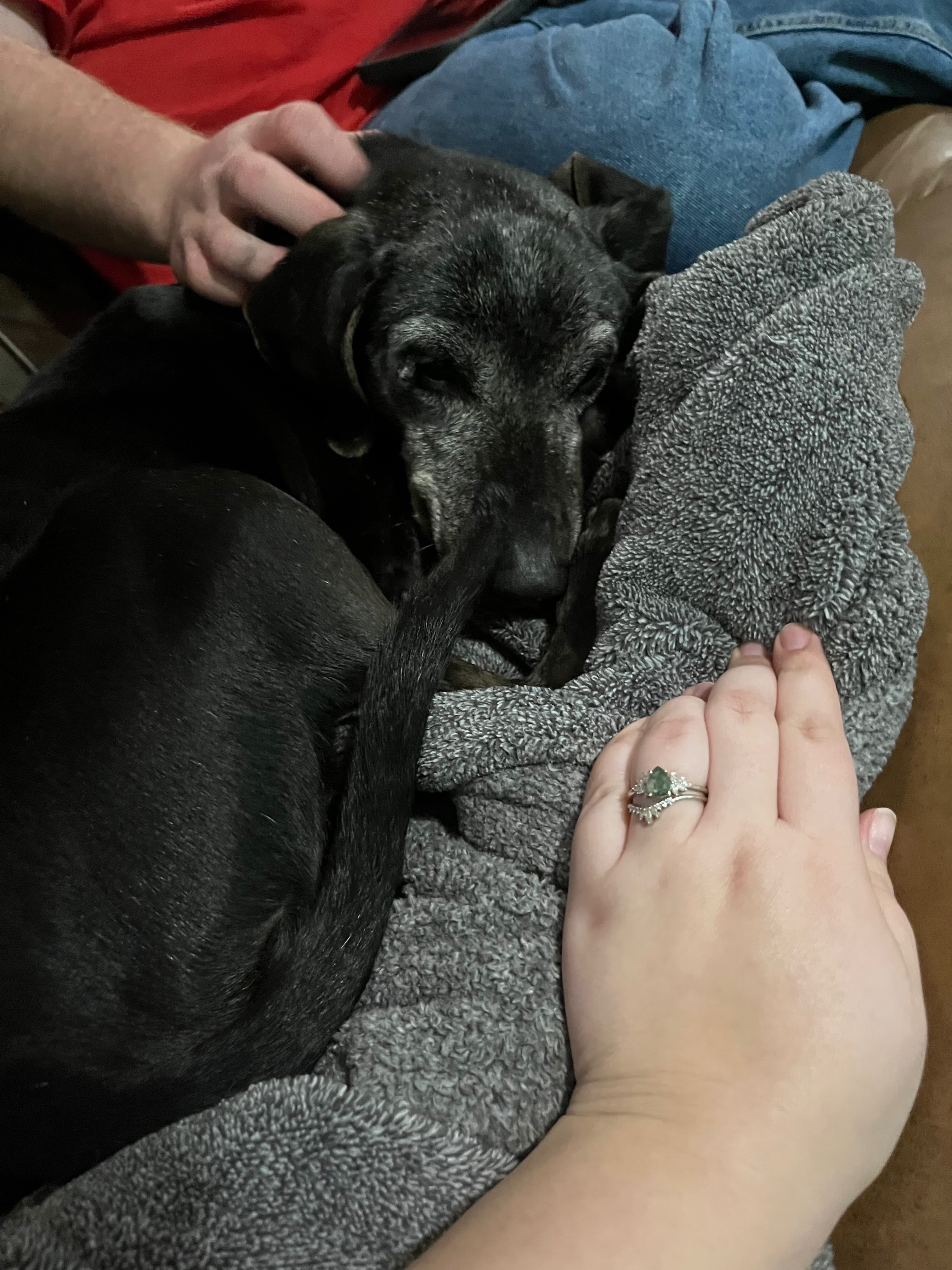 Lost Sweet Dog in Fairmount, GA