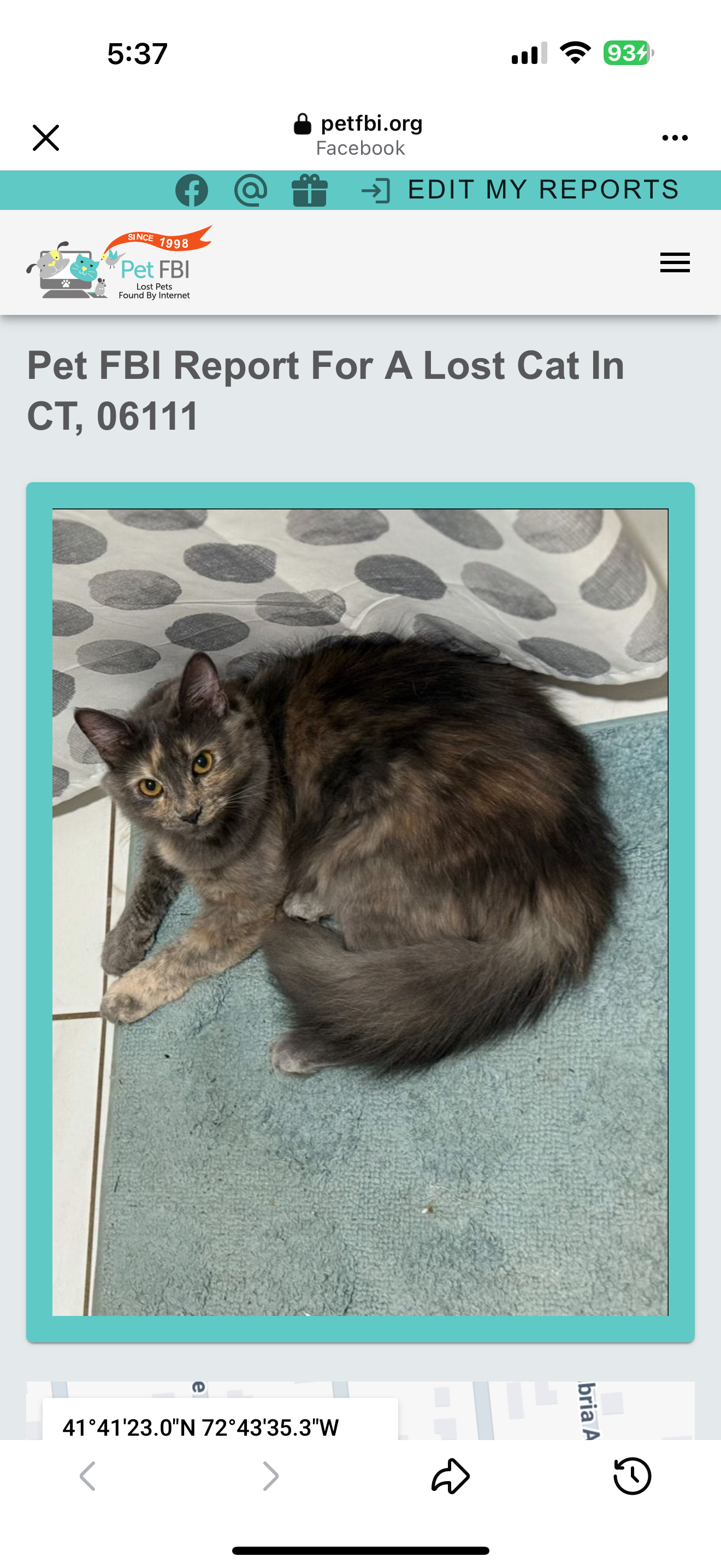 Lost Cat: Fluffy with Golden Eyes