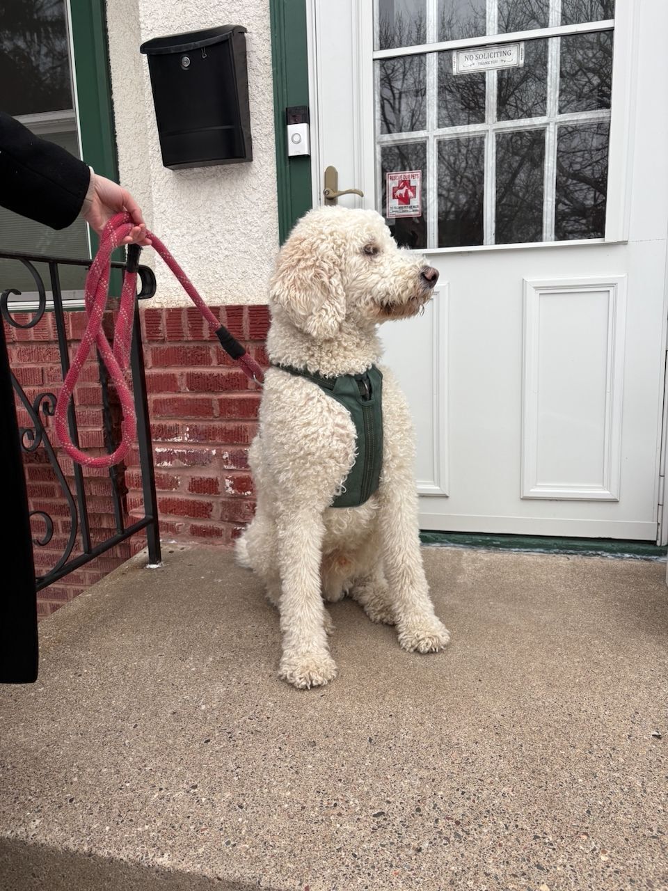 Found: Friendly White Poodle in Minneapolis