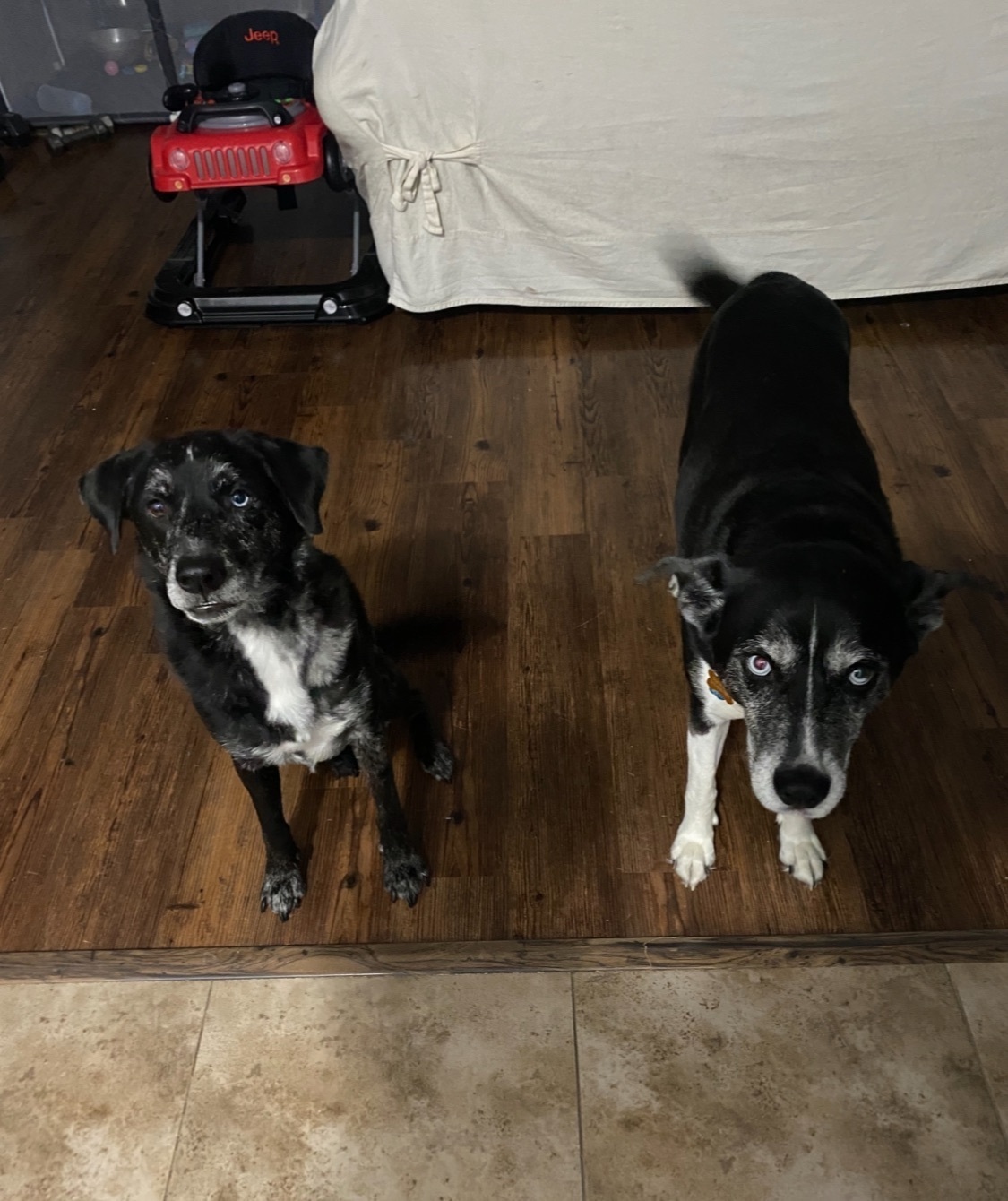 Lost Husky Mix: Blue & Brown Eyes, Temple