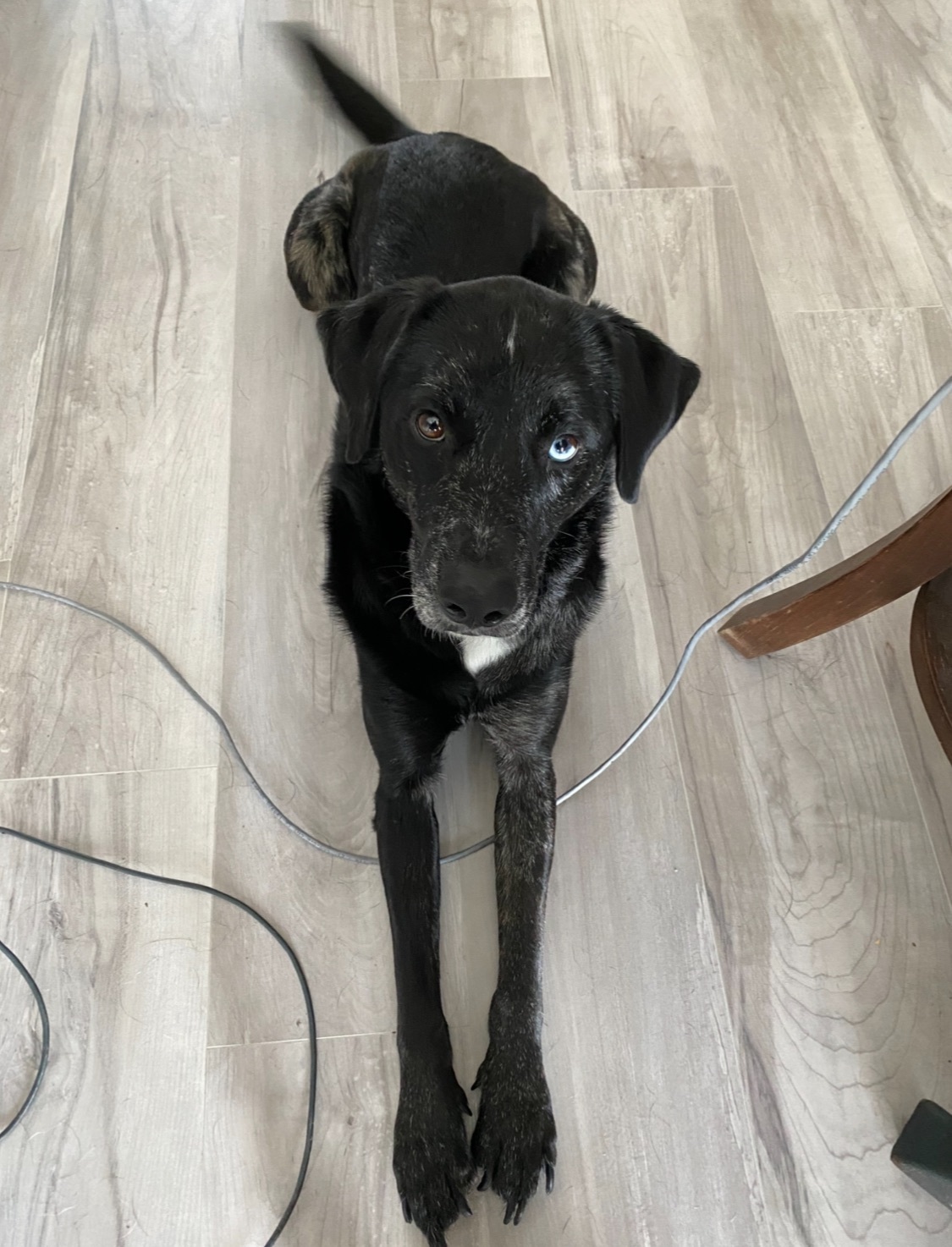 Lost Dog: Black & White, Blue/Brown Eyes