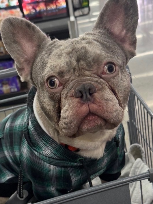 Lost Frenchie in Red Collar - Salt Lake