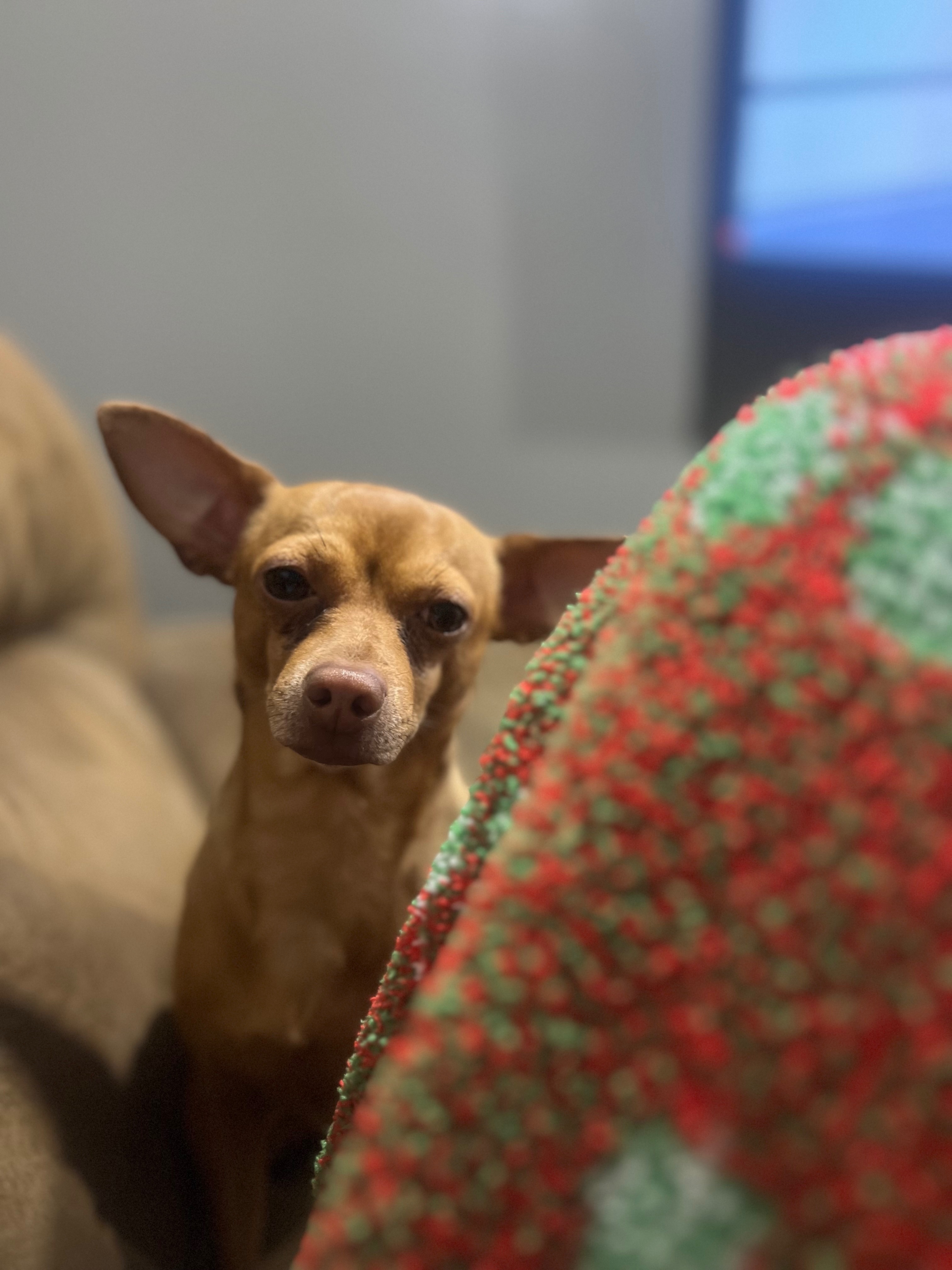 Lost Dog: Tear Stain on Laurel Ave