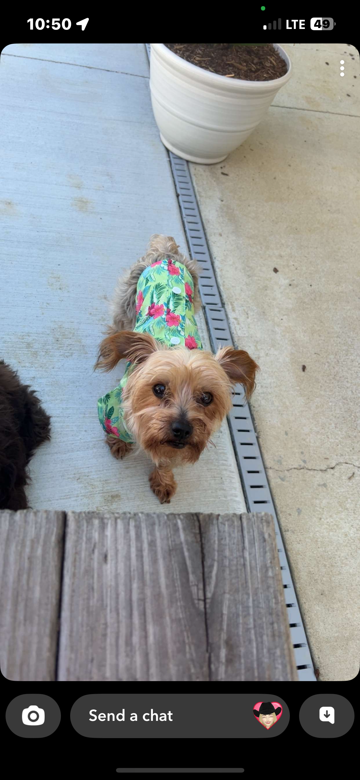 Lost Yorkie Bentley: Help Bring Him Home!
