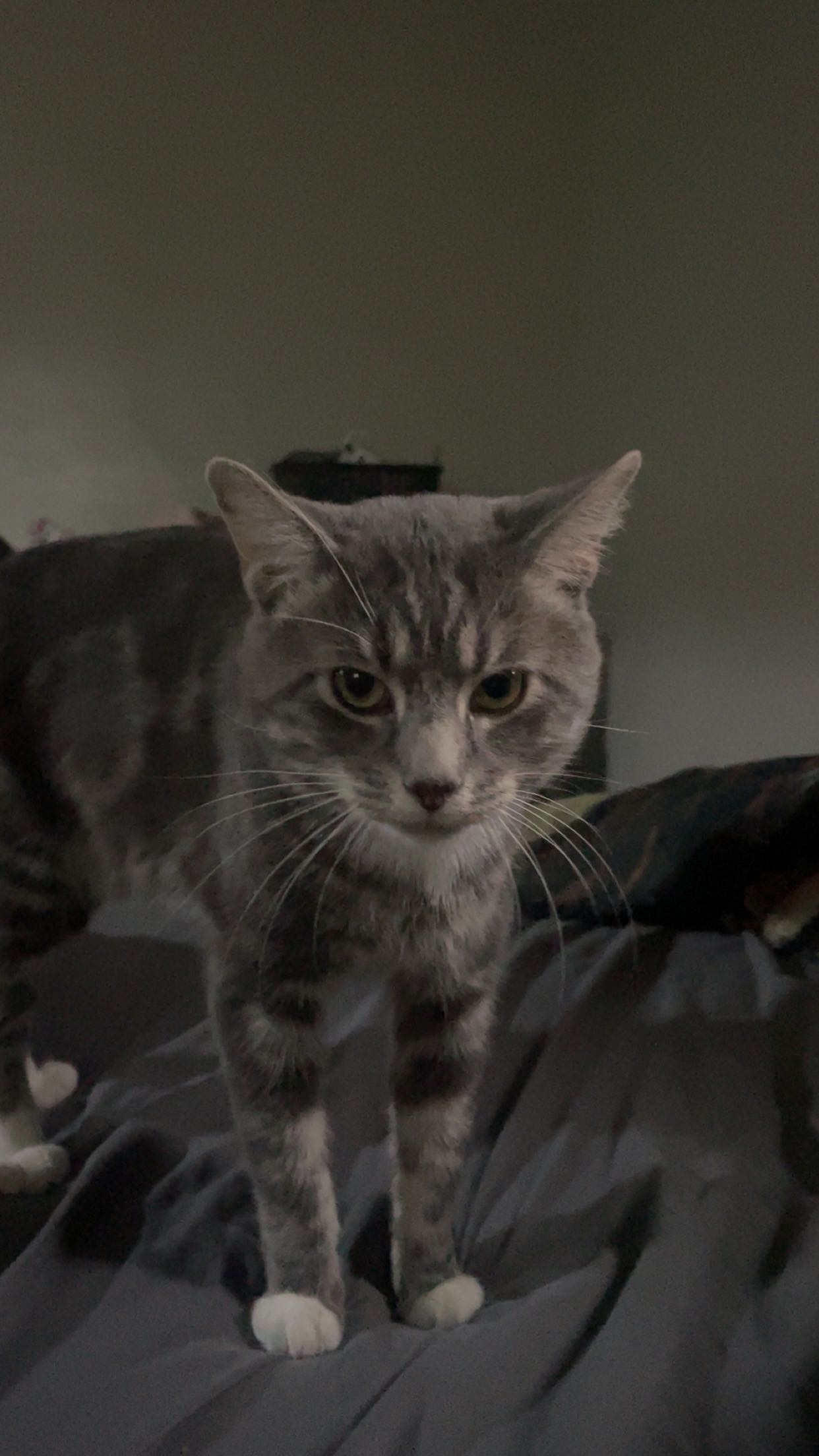 Help Find Loki: Lost Cat in Marion, IN