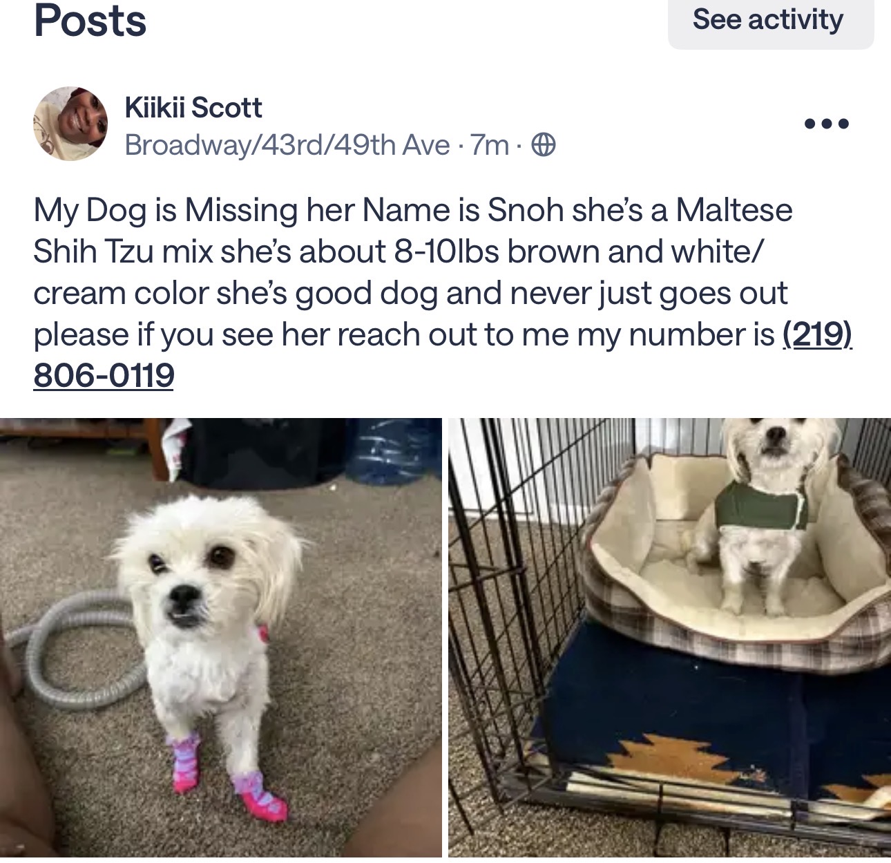 Lost Maltese Shih Tzu: Snoh in Gary, IN