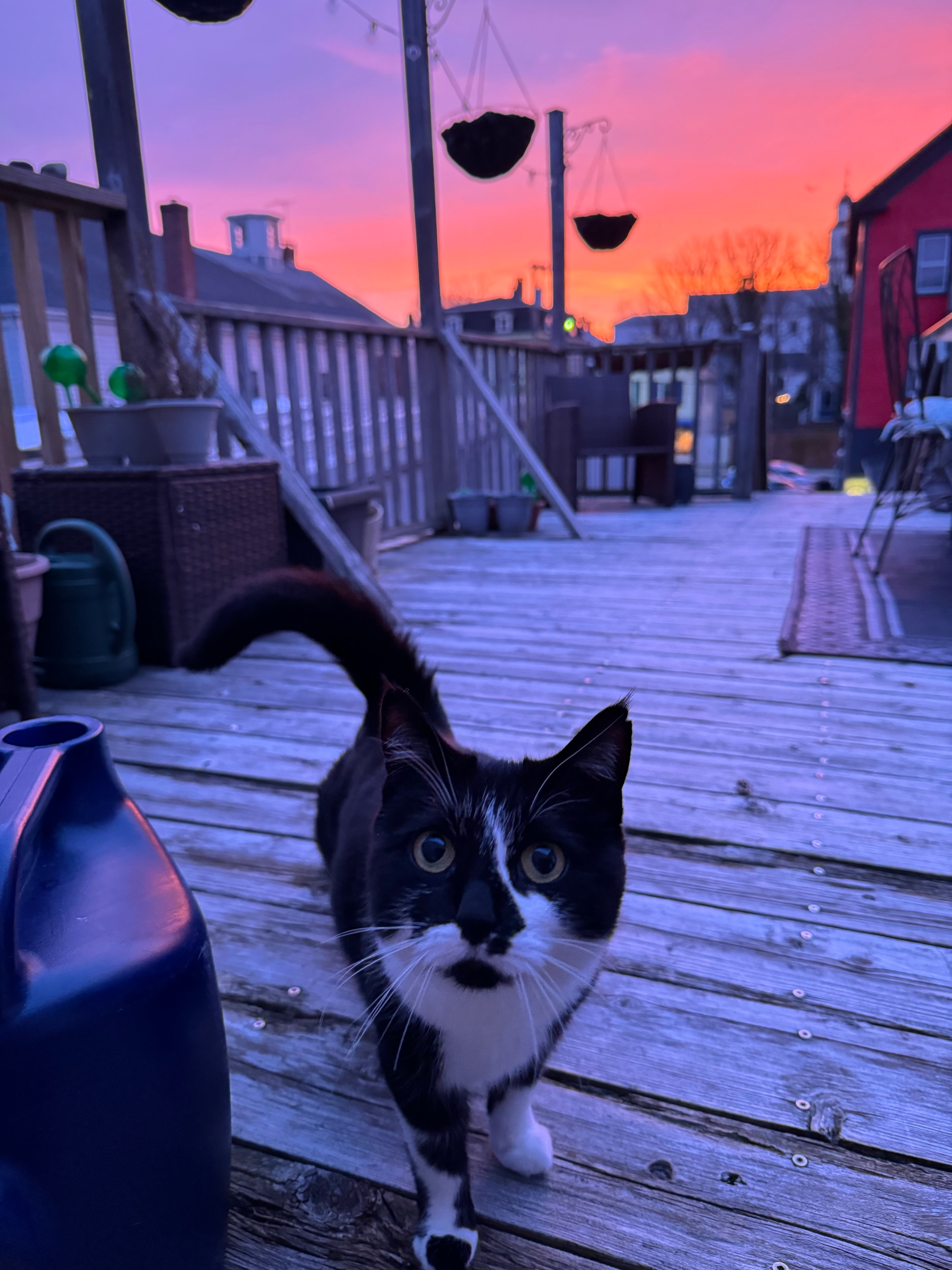 Lost Tuxedo Cat in Burlington Area