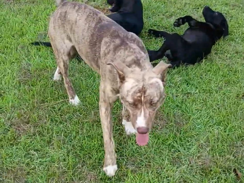 Lost Husky Mix & Black Lab on CR 410