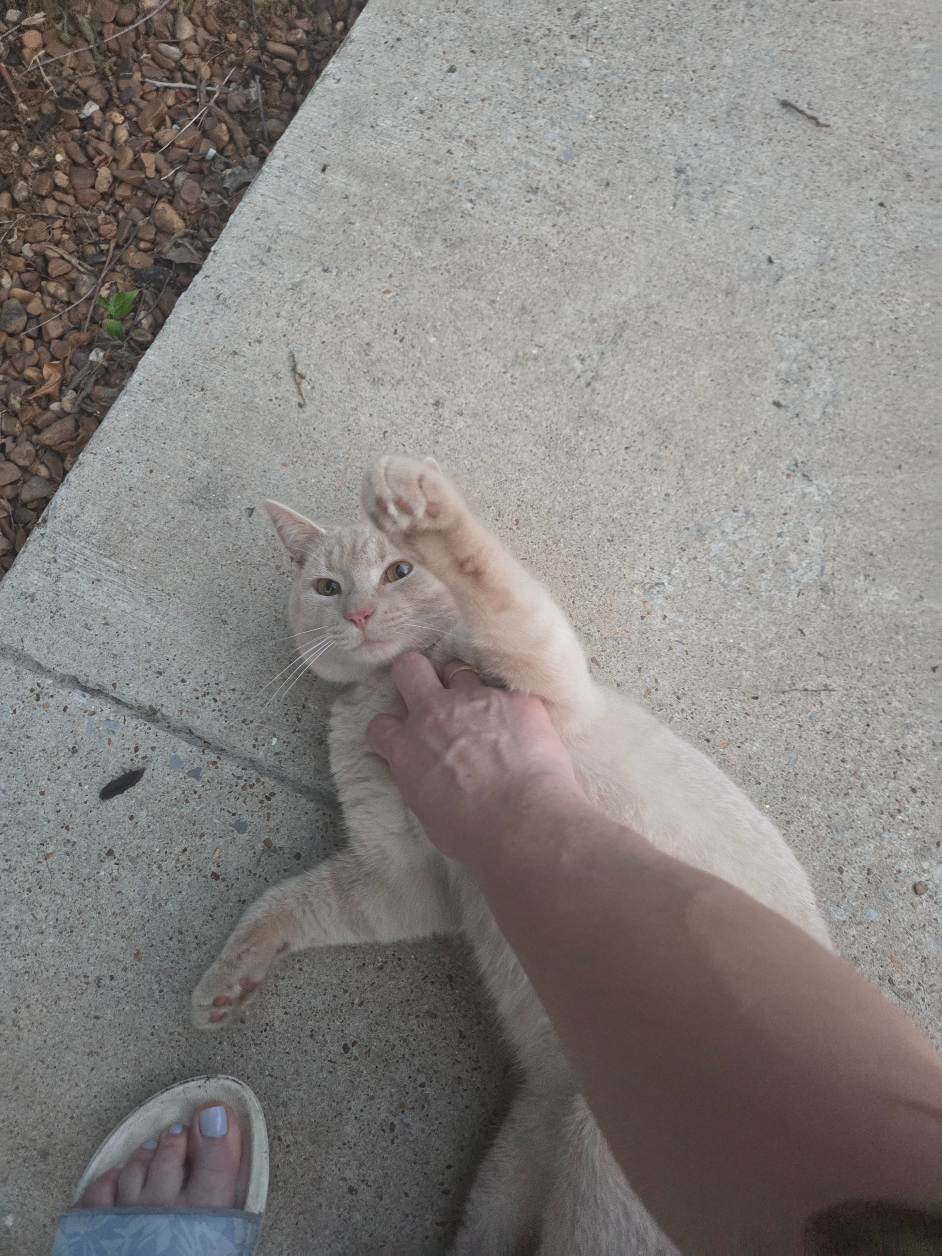 Lost Blonde Tabby Cat - Cherokee Trail