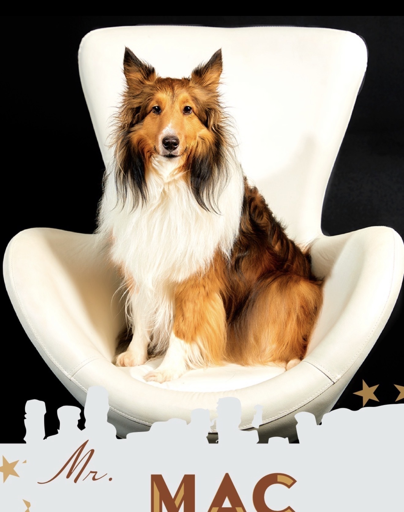 Lost Sable Sheltie in Wesley Chapel