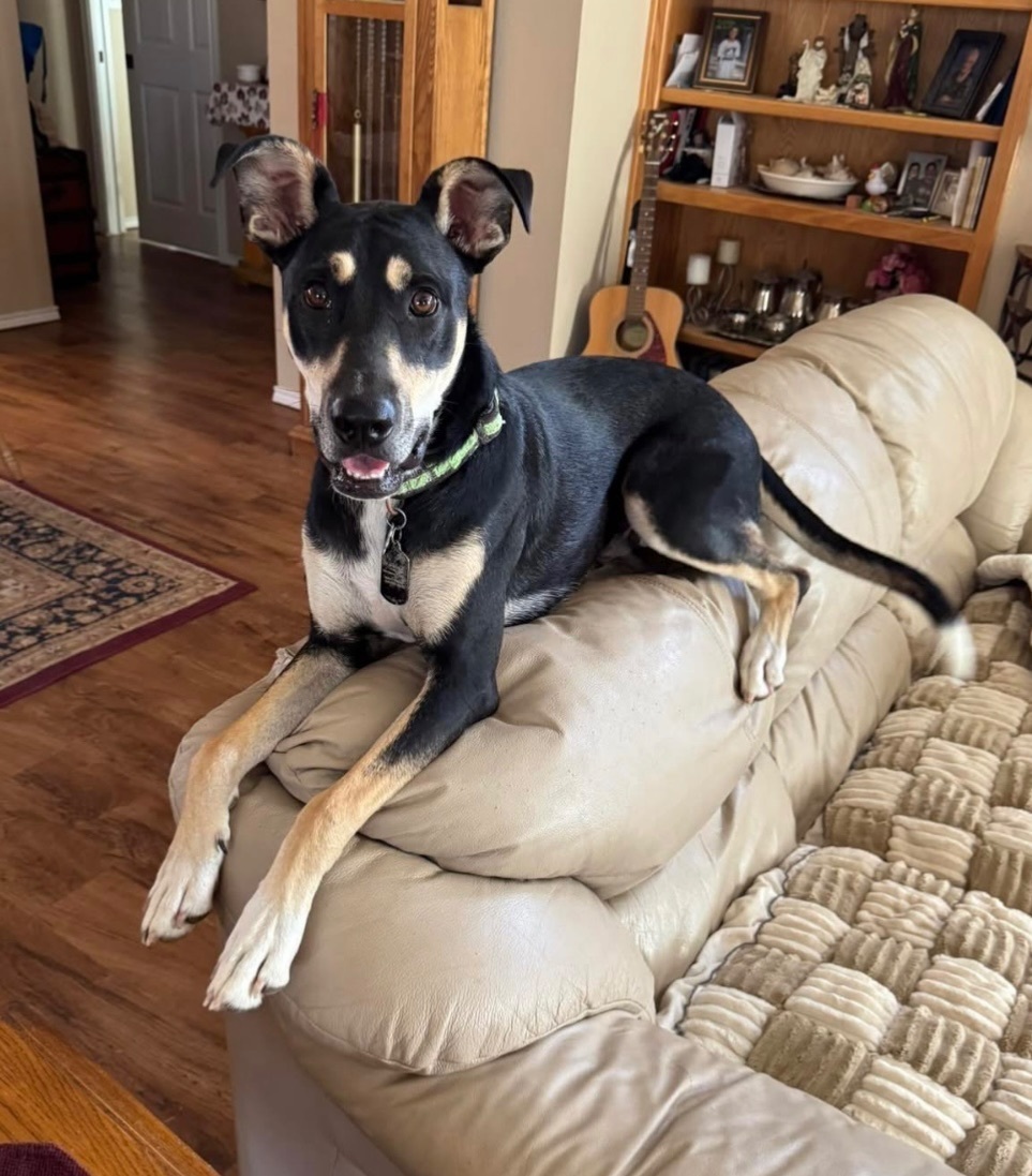 Lost Dog: Unique Markings, Friendly!