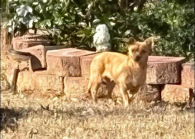 Lost Tan Chihuahua, Wild Flower Place