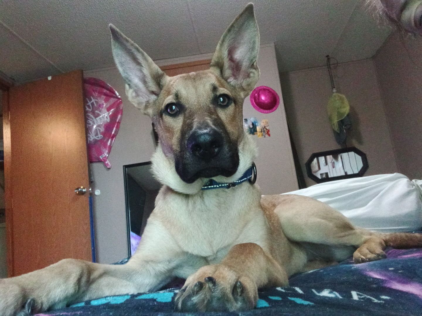 Help Find Gunner: Lost Dog in Corbin!