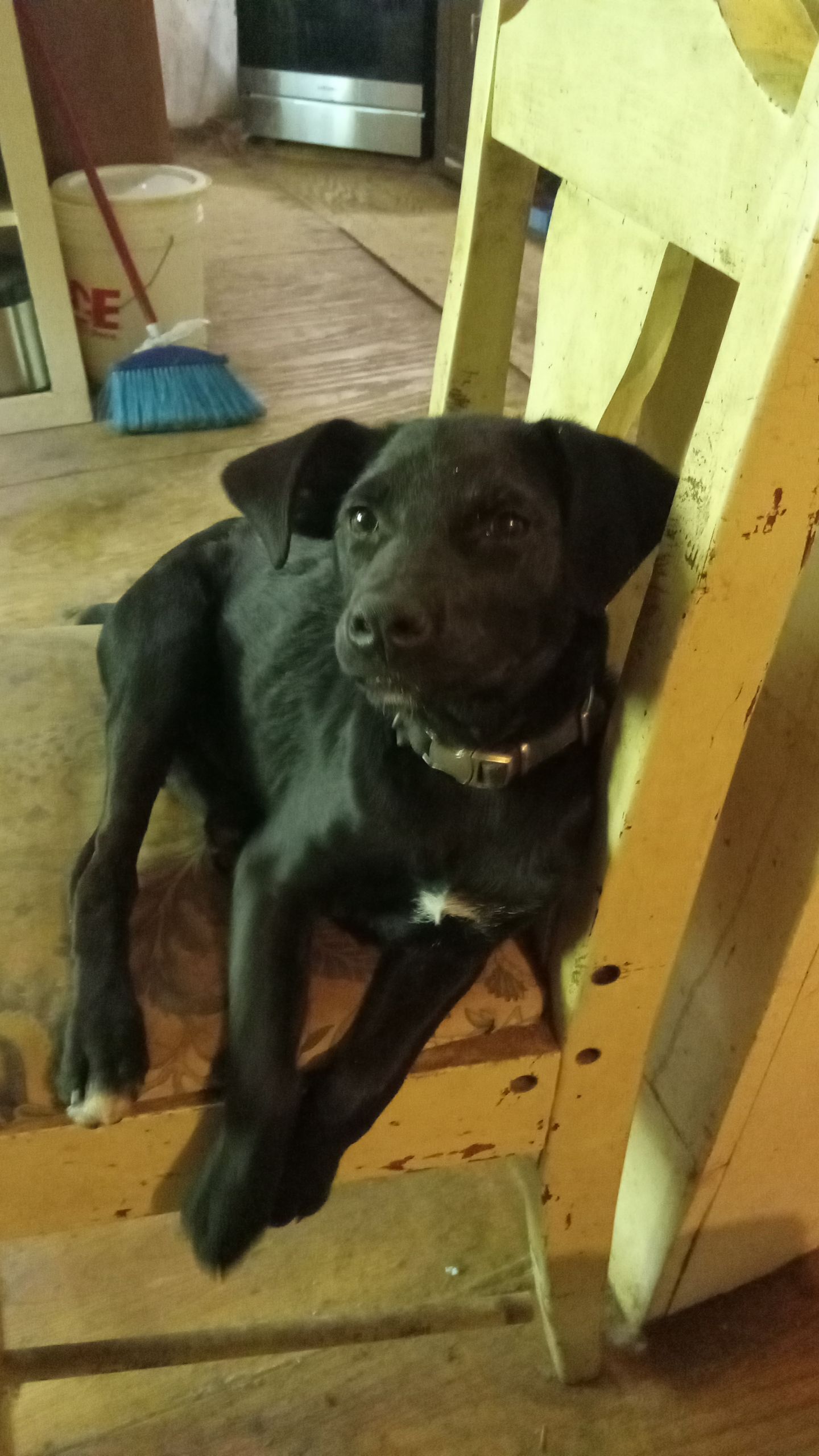 Help Find Luna: Lost Pit/Lab Mix in MS