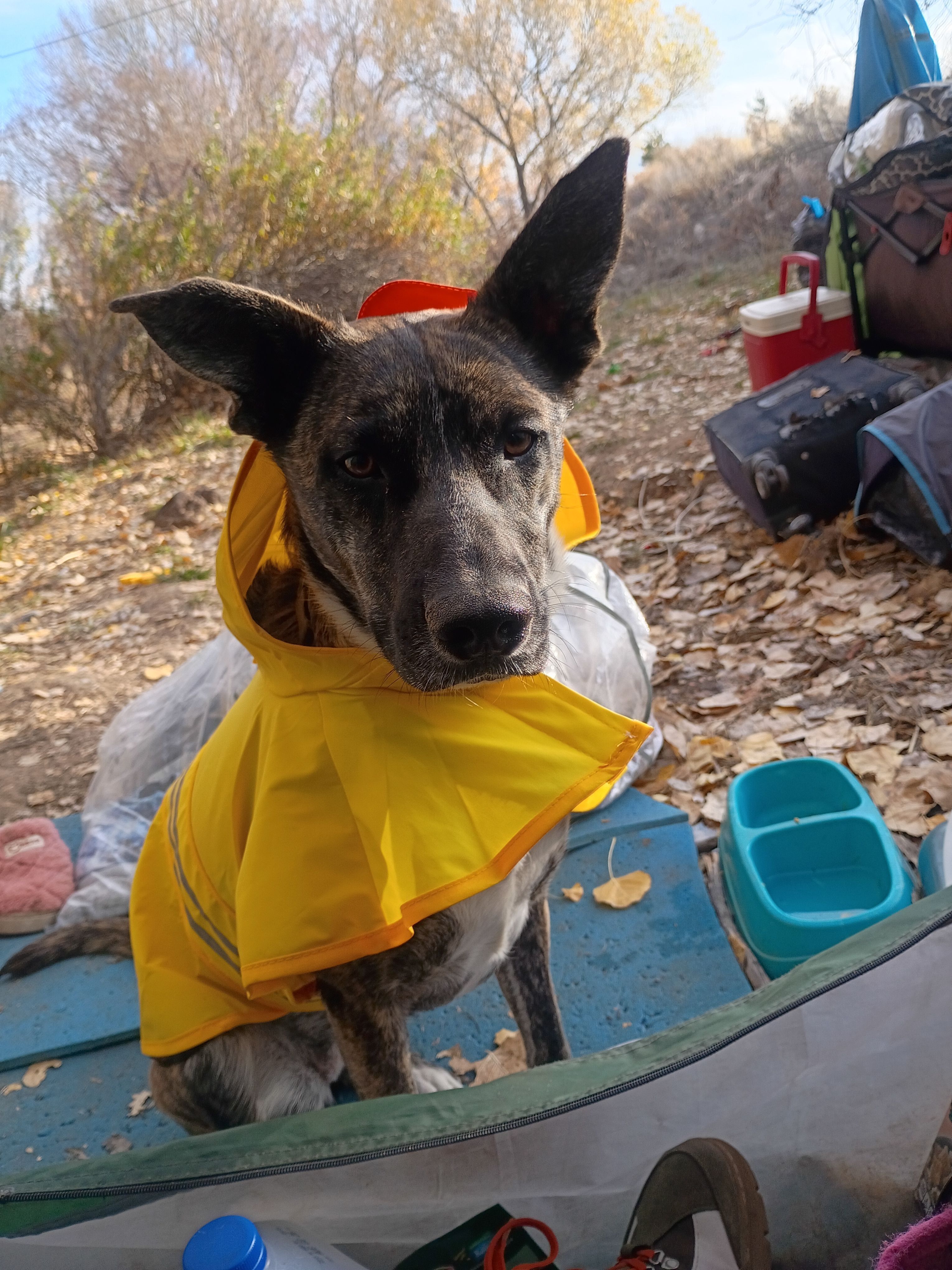 Lost Belgian Malinois: Mallie, Purple Coat