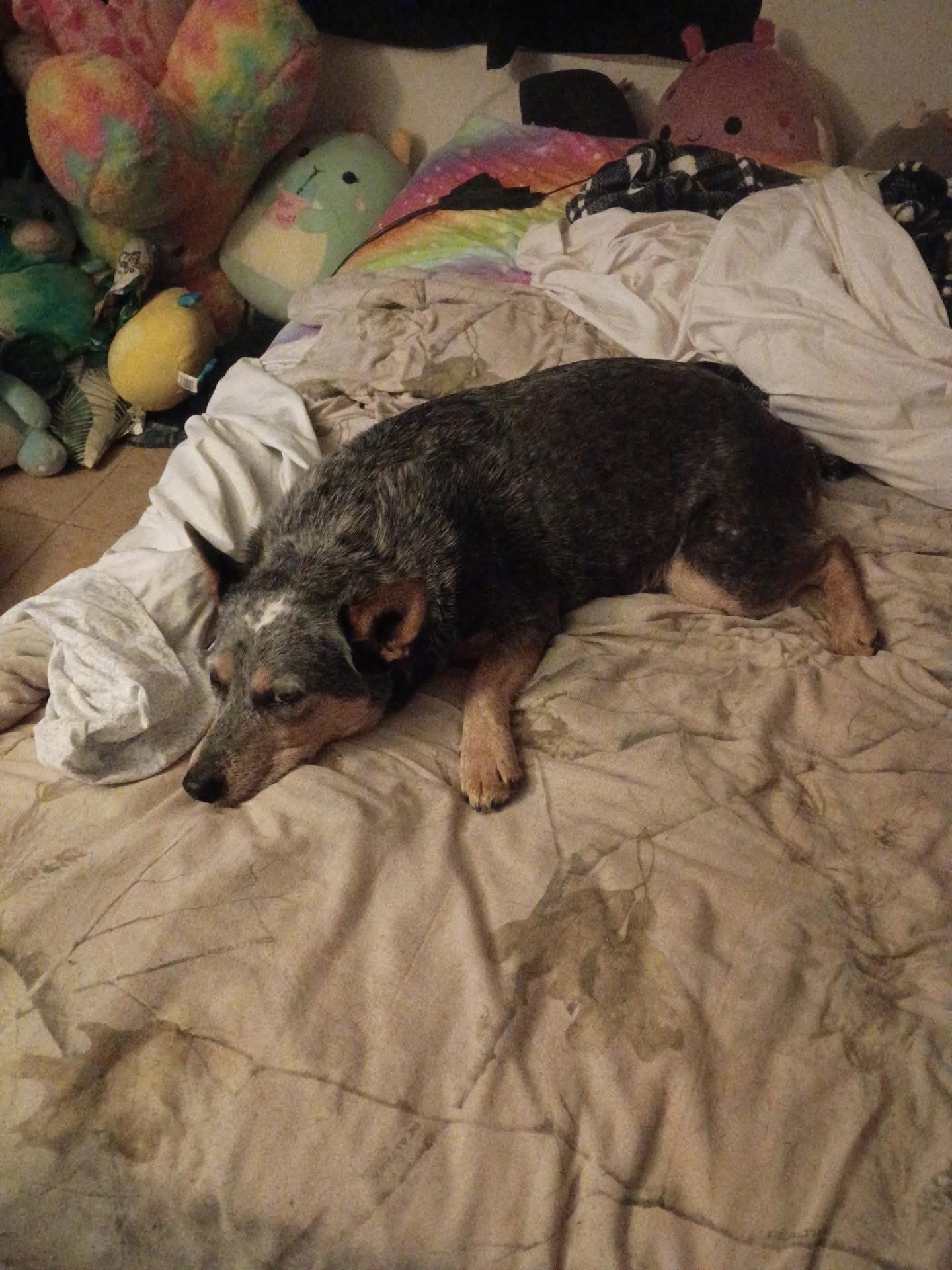 Lost Chunky Dog on Mulberry Hollow Rd