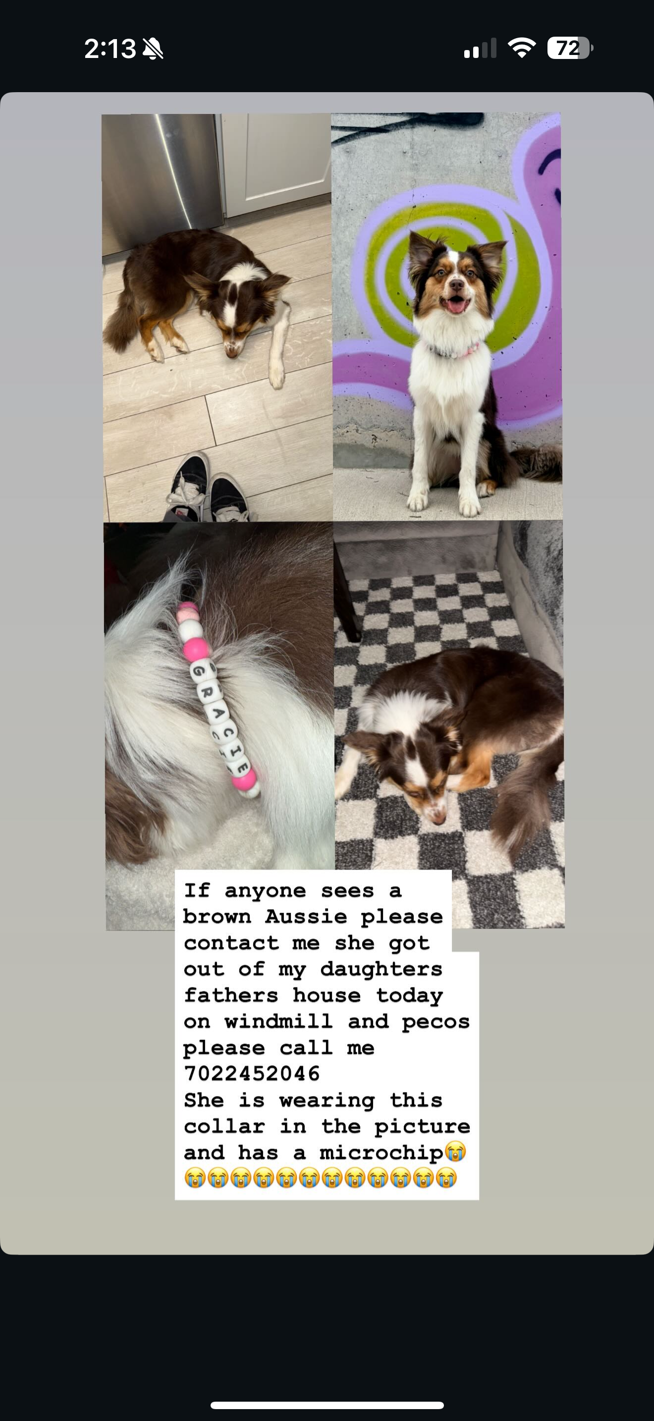 Lost Dog: Brown & White, Pink Collar