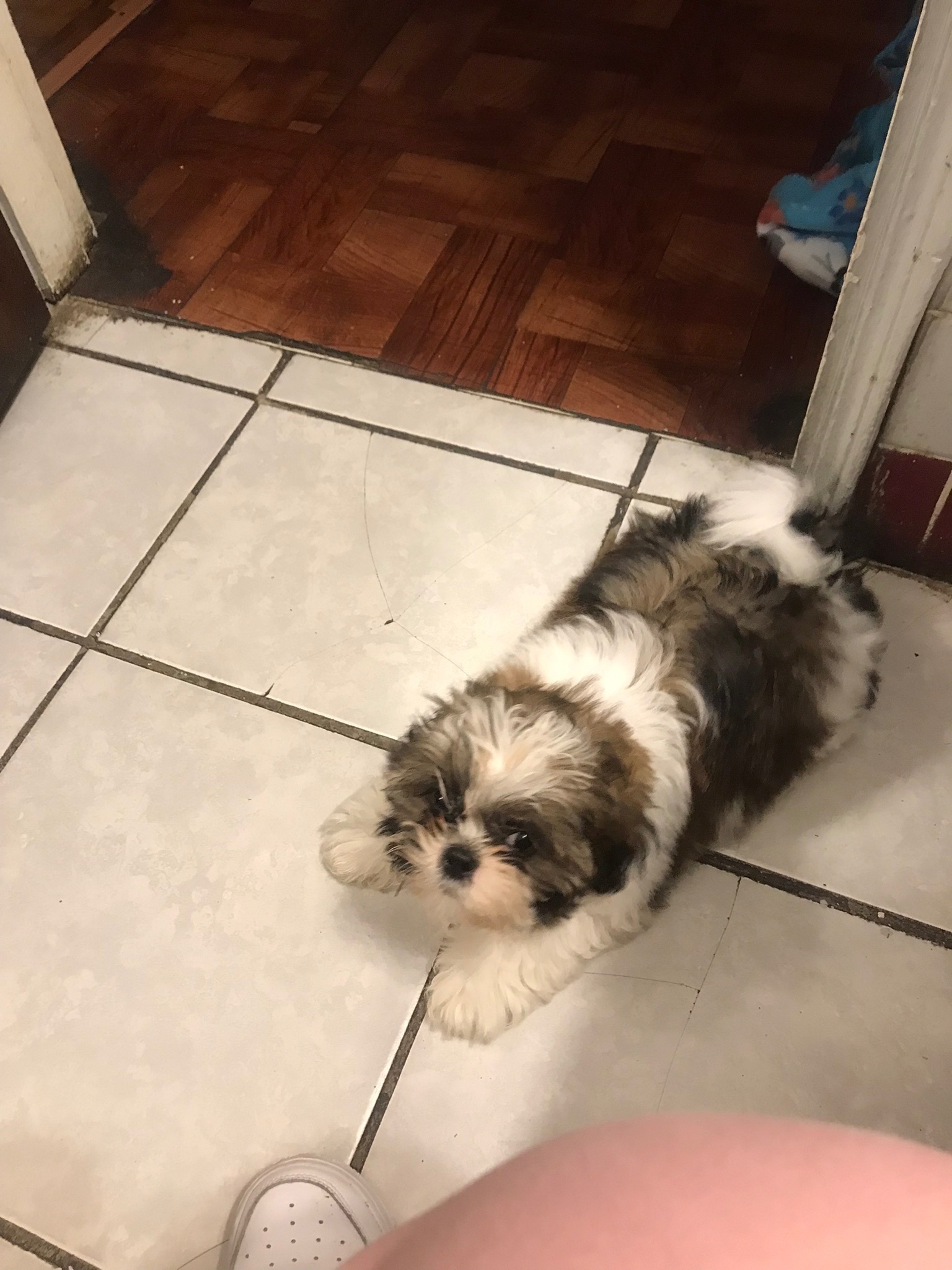 Lost Dog on North Cutting Ave, Jennings