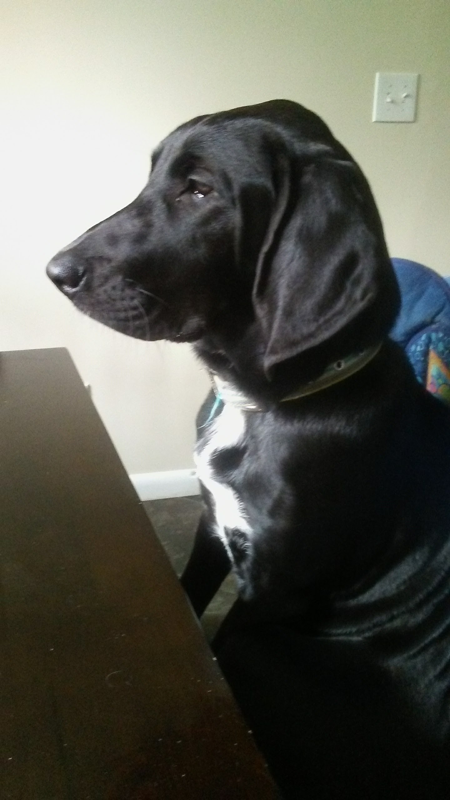 Lost Black Lab: Avent Ferry Rd, Holly Springs