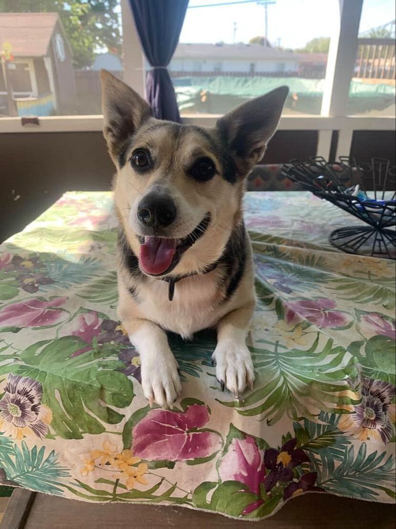 Lost Corgi: Tan & White, North Olney St