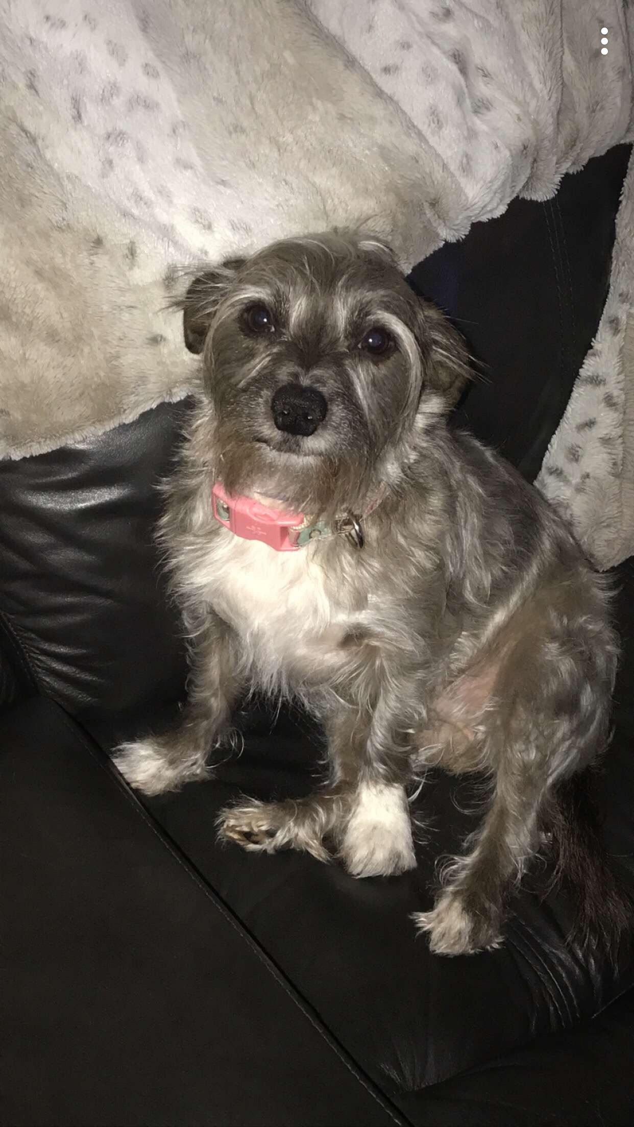 Lost Skittish Terrier Mix in Unadilla