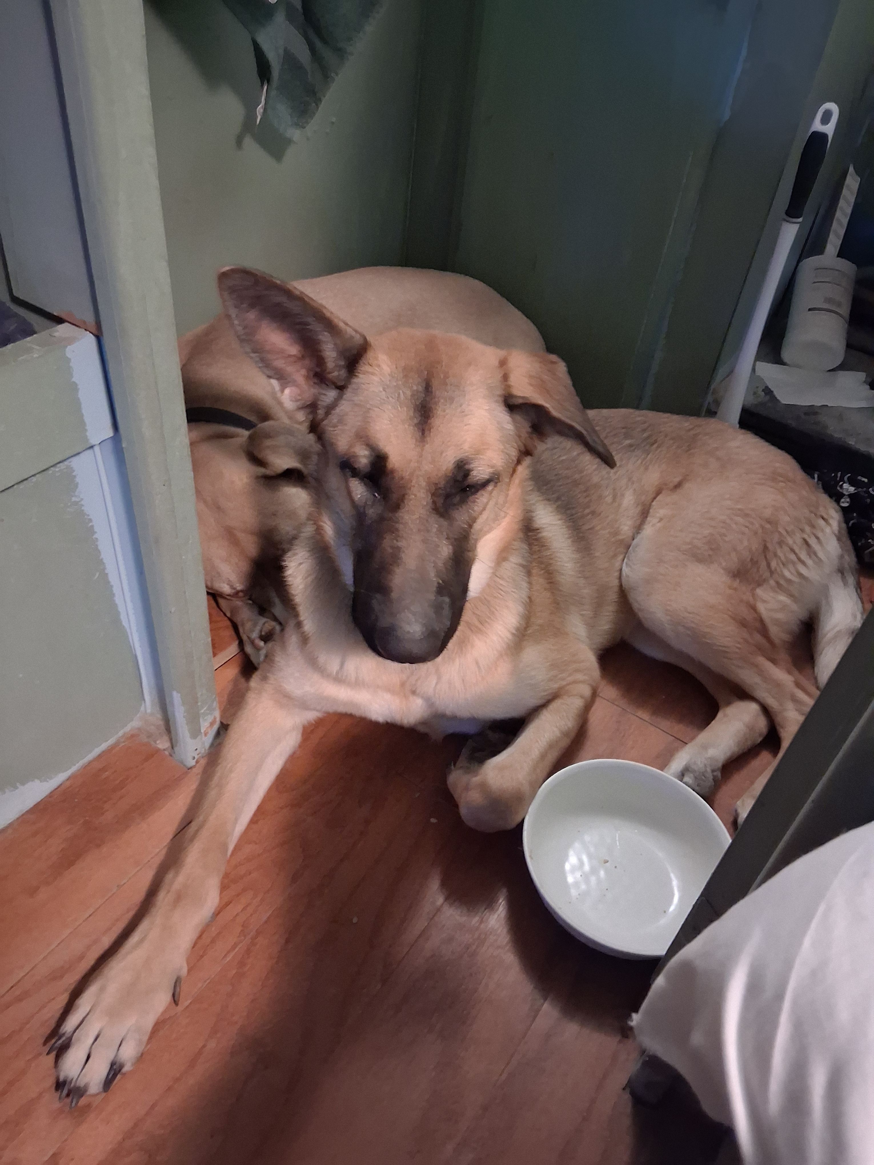 Lost Dog: Sweet Piper with Purple Collar