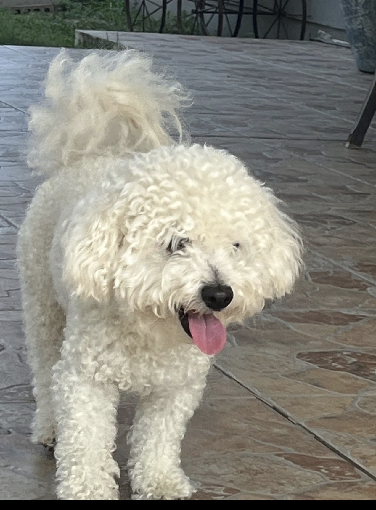 Lost Small White Dog in Cedar Creek