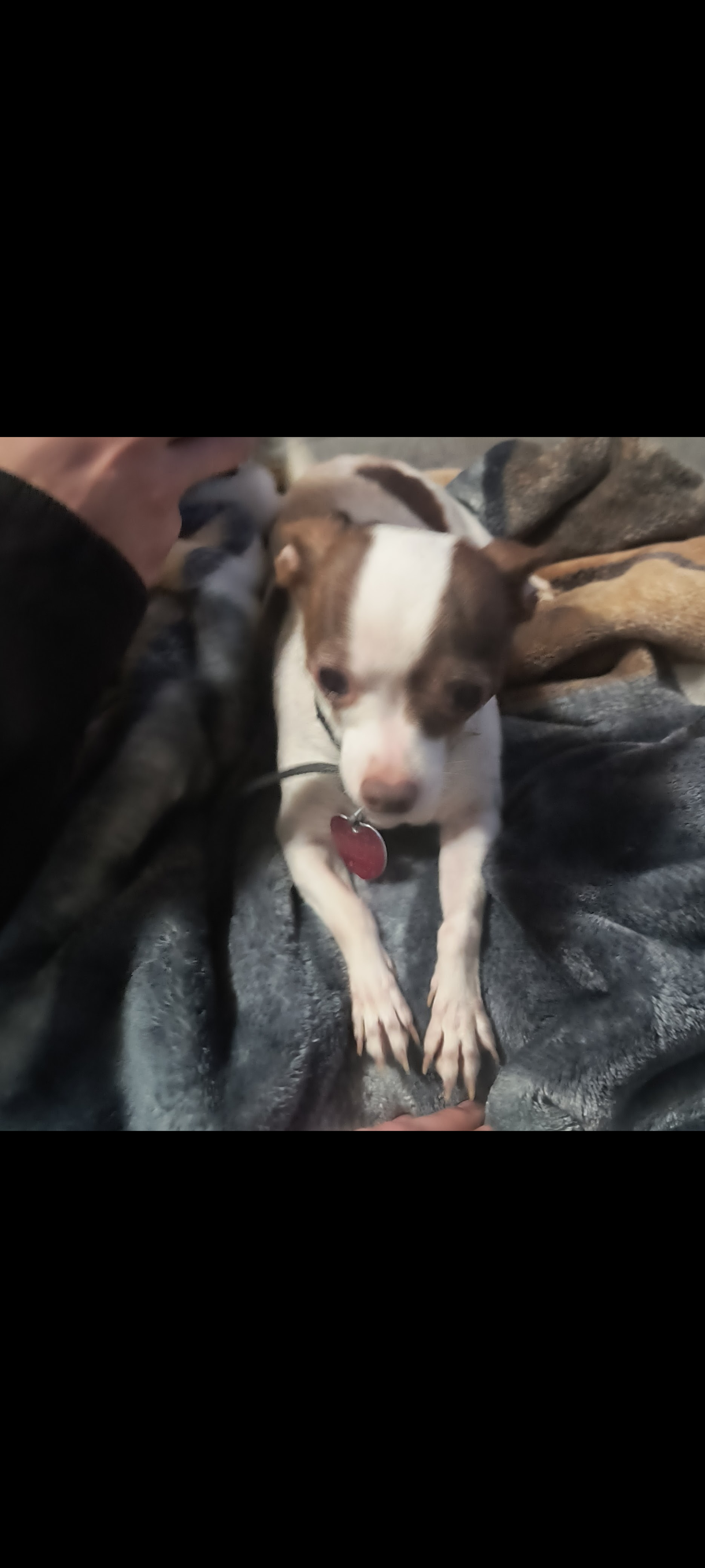 Help Find Gigi: Lost Chihuahua in Bartlesville