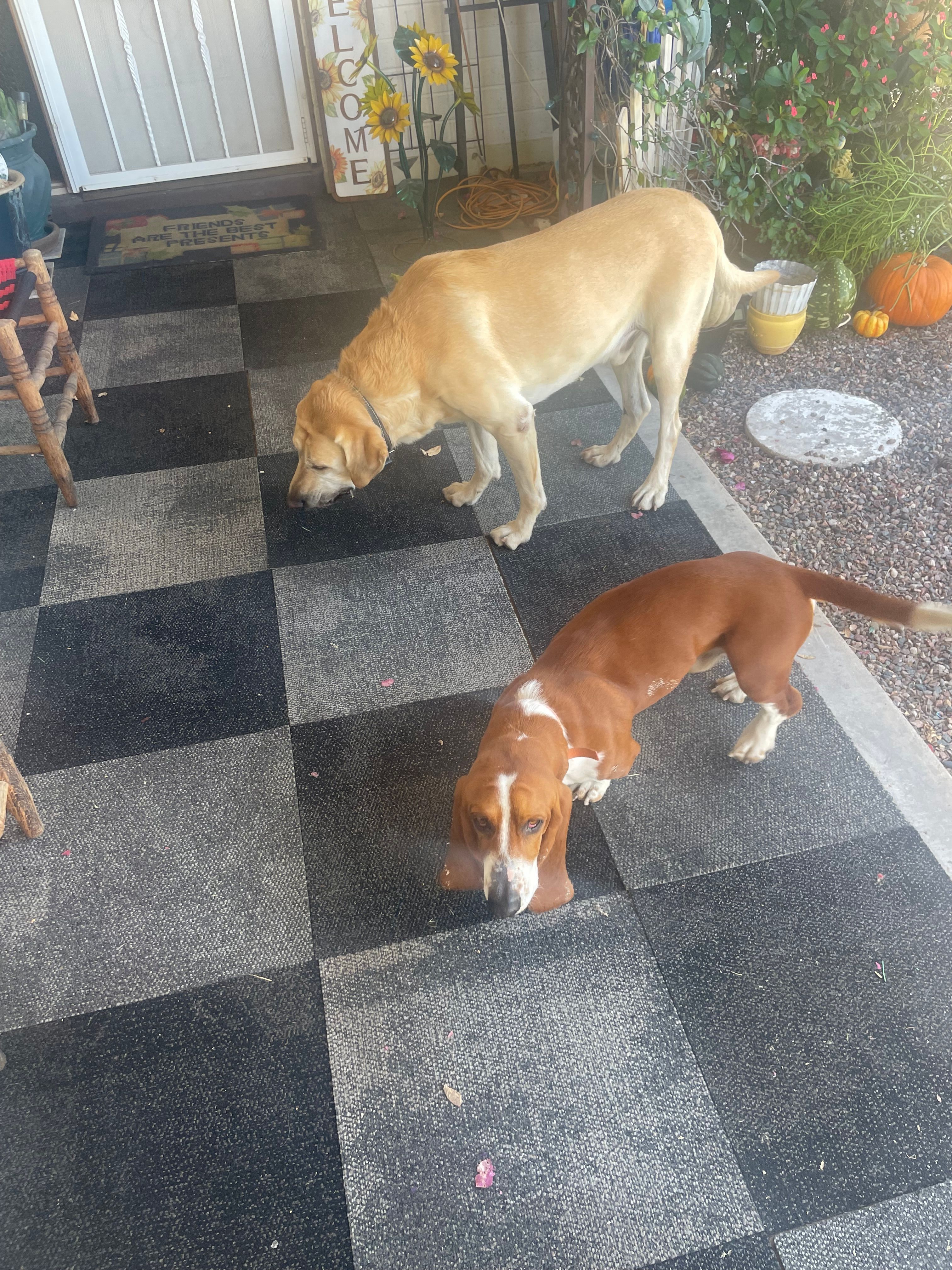 Found: Friendly Lab & Basset in Mesa