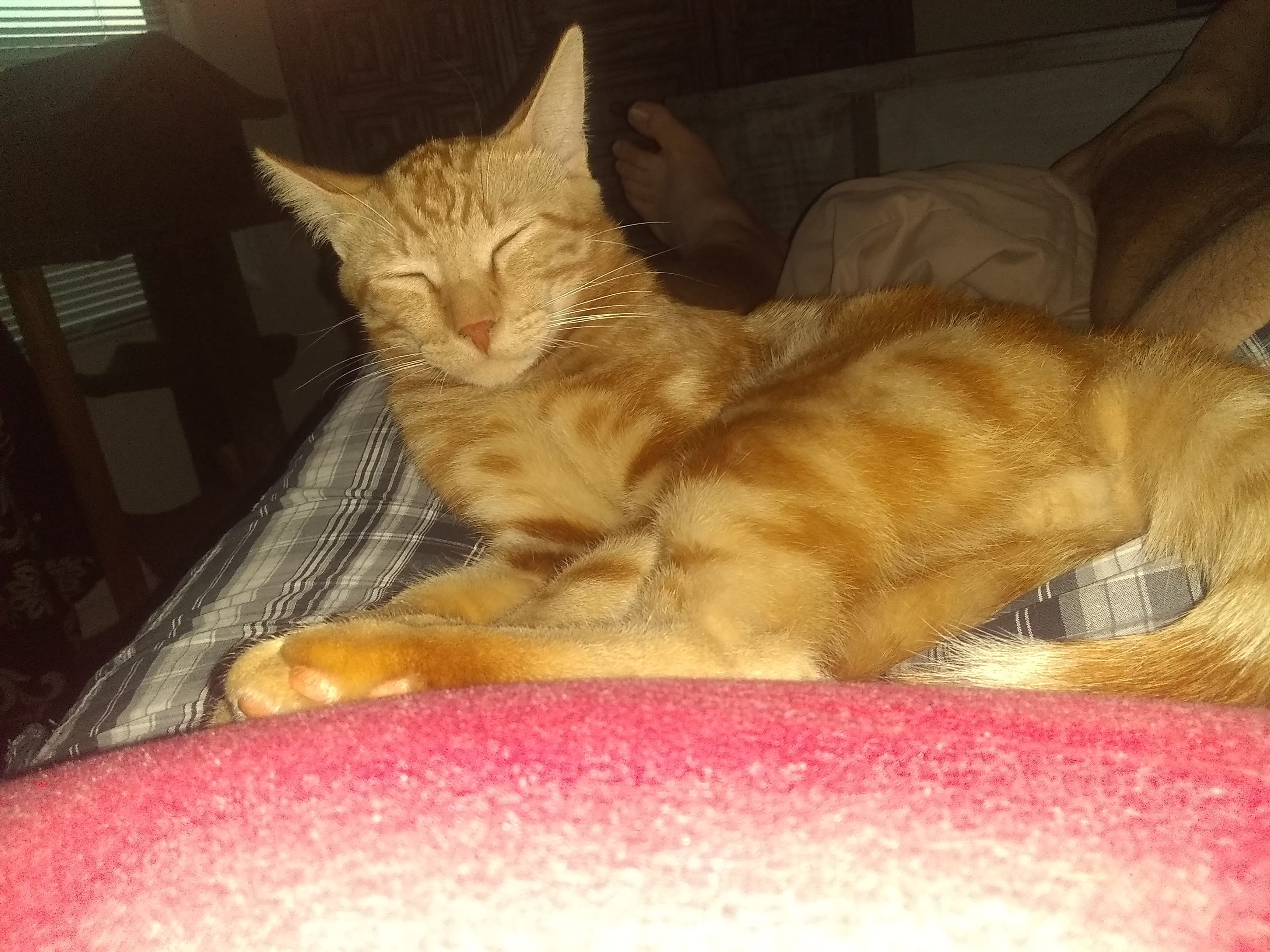 Lost Friendly Orange Tabby in Maricopa