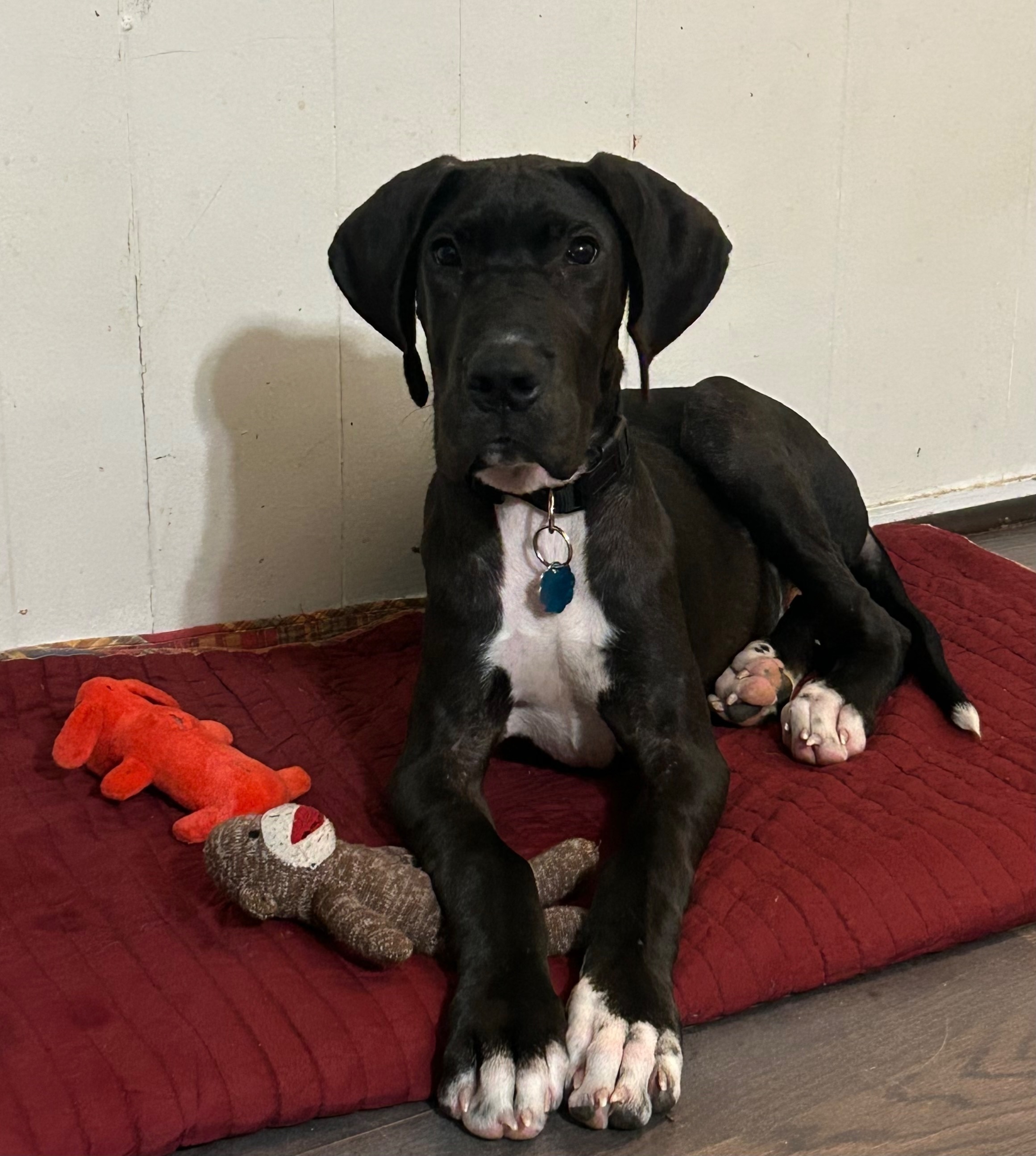 Lost: Male Great Dane, Black & White, Fieldale