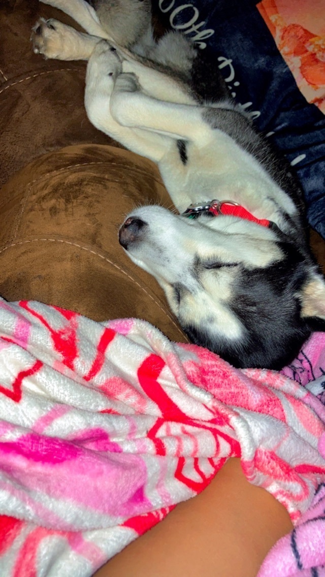 Lost Dog: Batman Mask Marking, Stroud