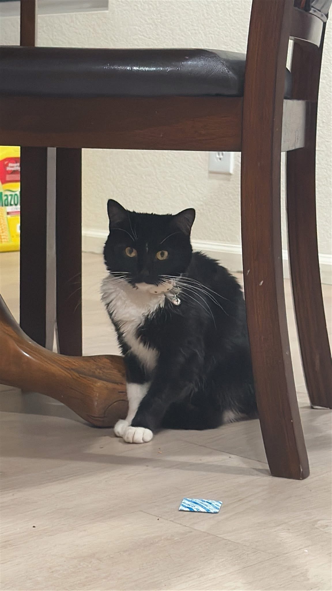 Lost Tuxedo Cat: White Paws & Forehead