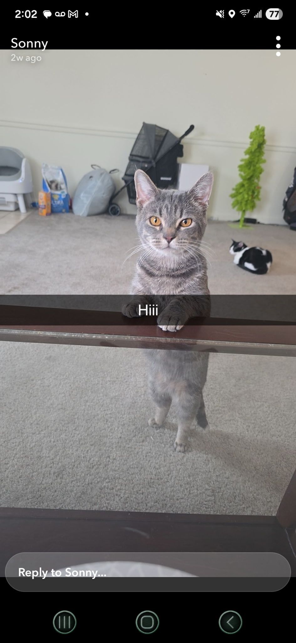 Lost Gray Cat: Friendly, No Collar, Knoxville