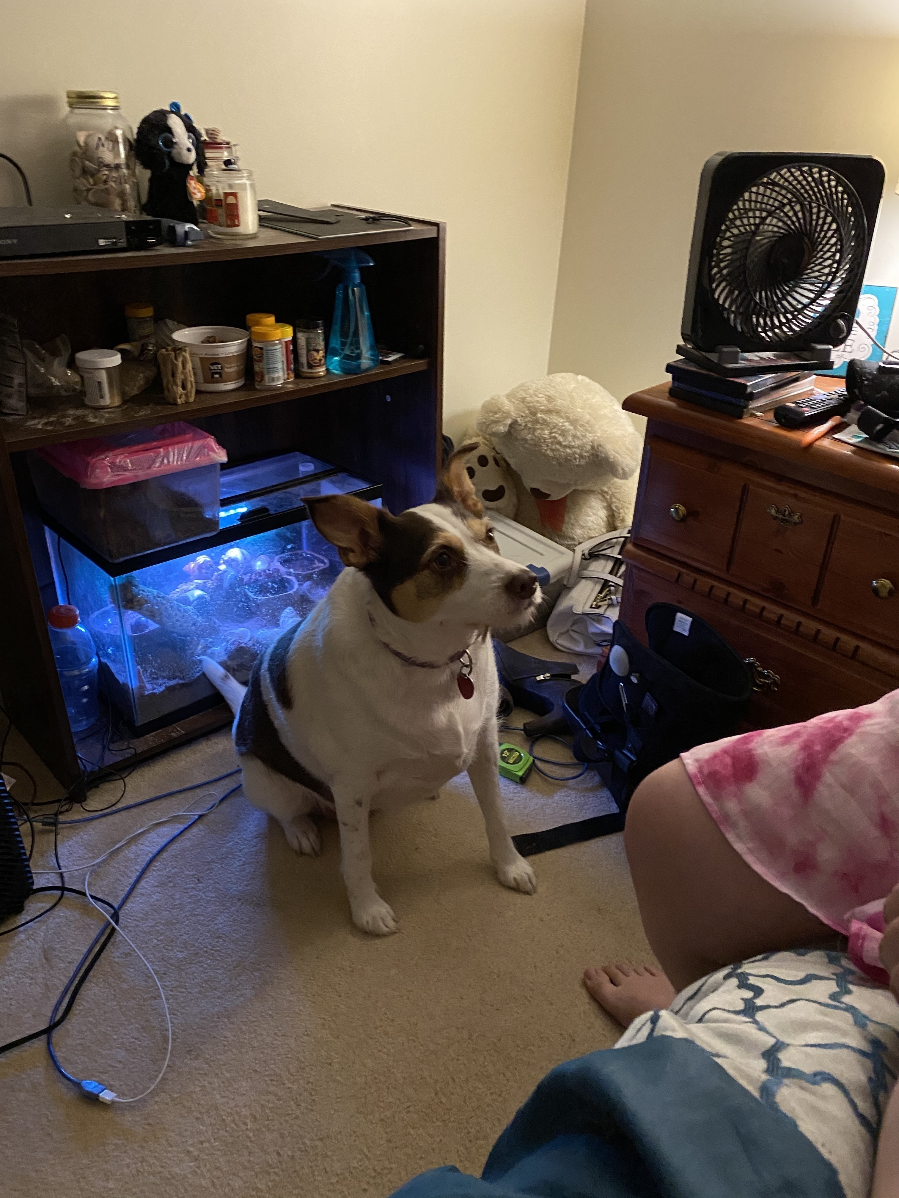 Lost Mixed Breed Dog in Northf...