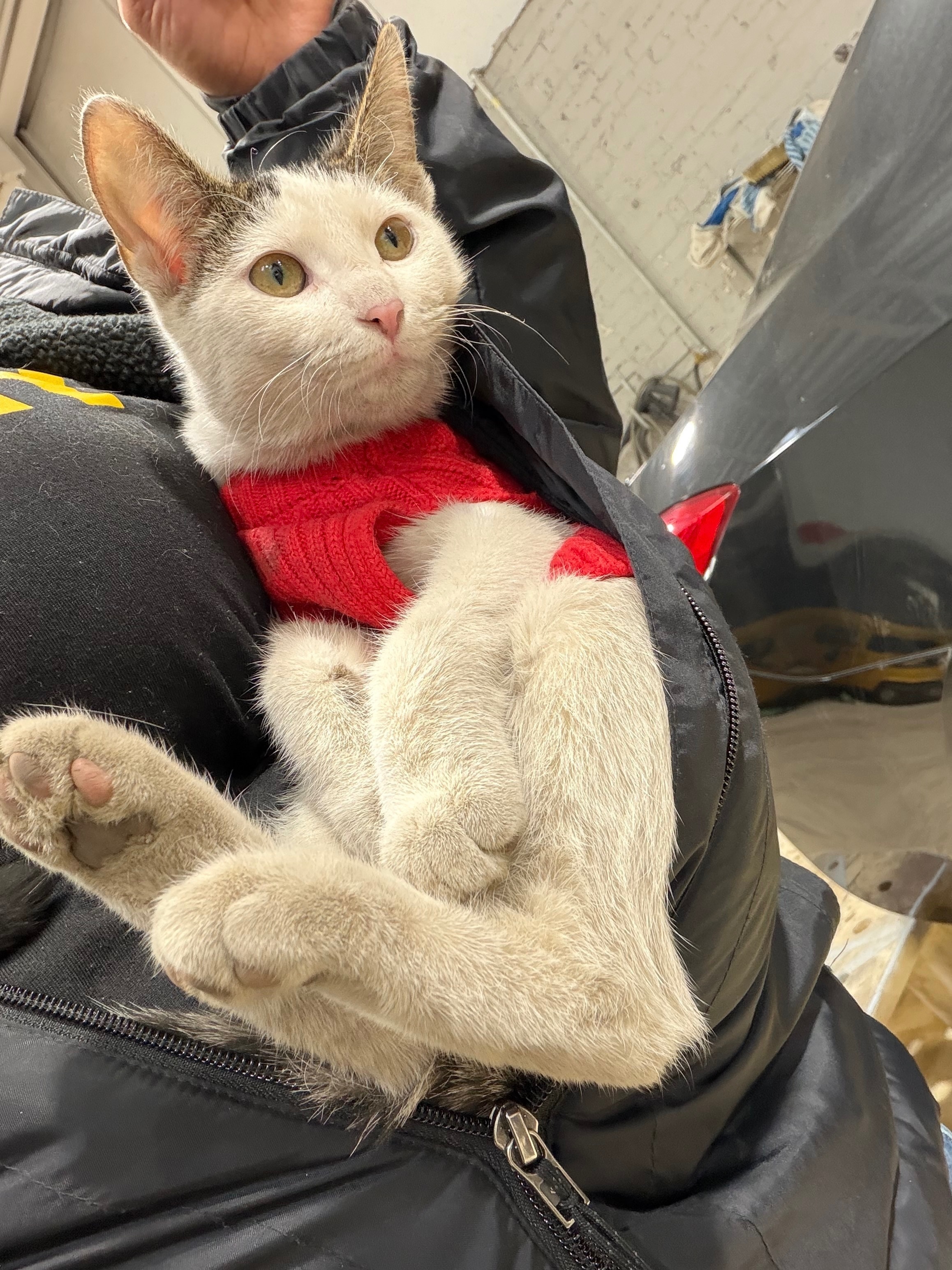 Lost Sweet Cat: White & Gray in Chicago