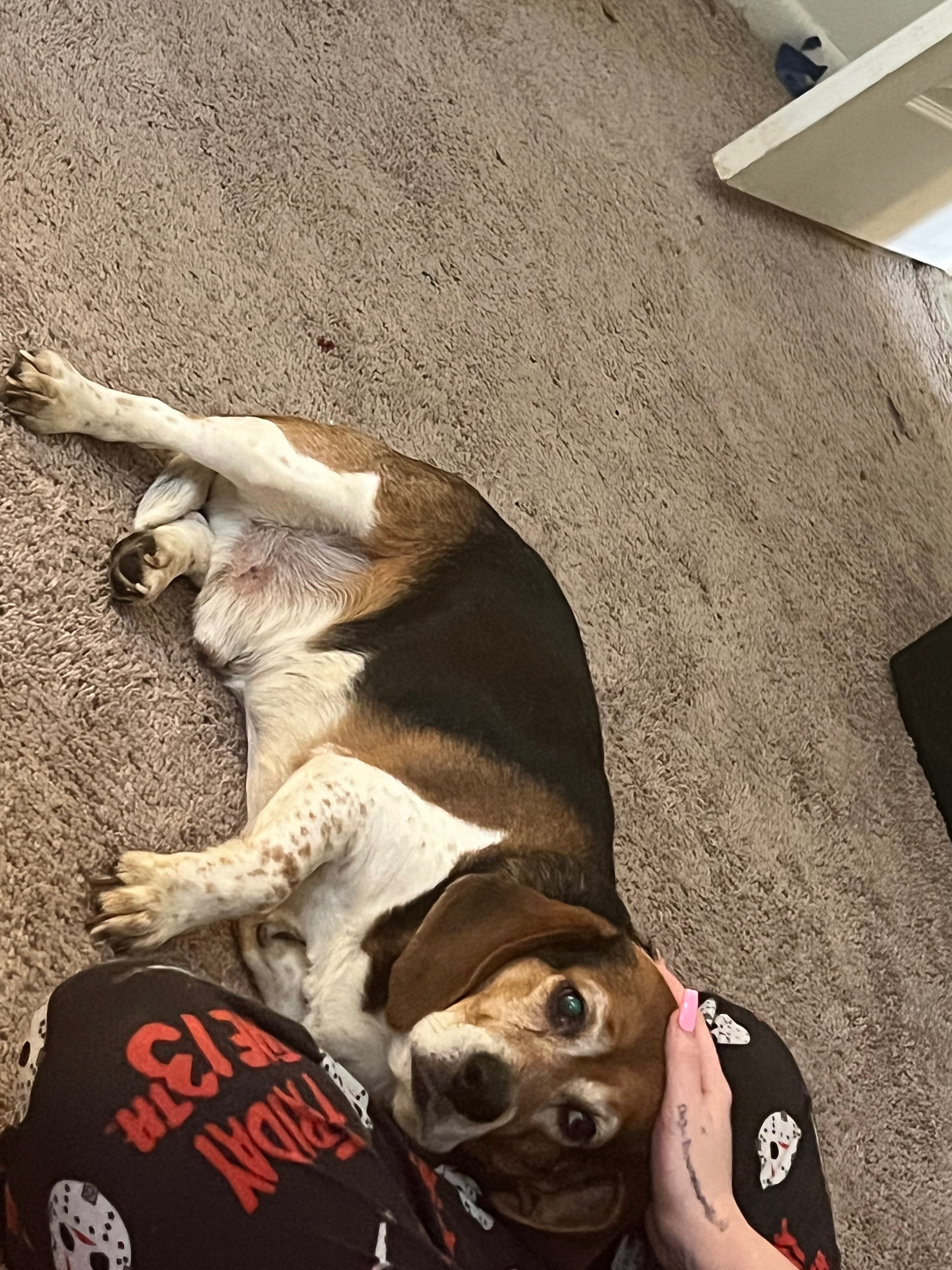 Found Beagle: Limping, South 2...