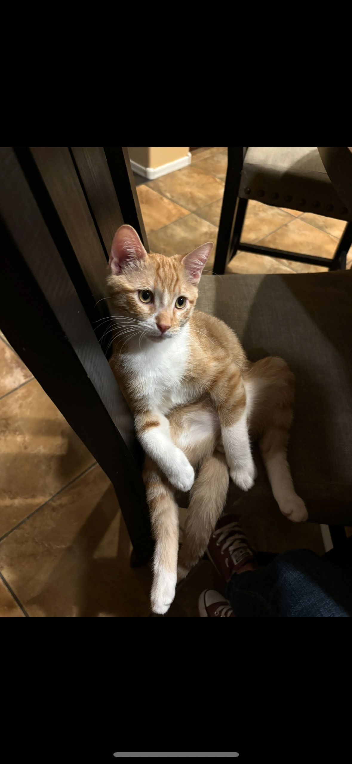 Lost Orange & White Cat in West Jake Haven
