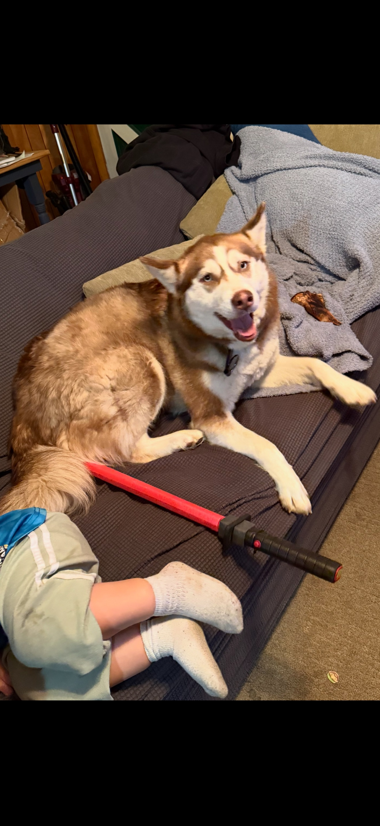 Lost Huskies: Luna & Leah in Washington