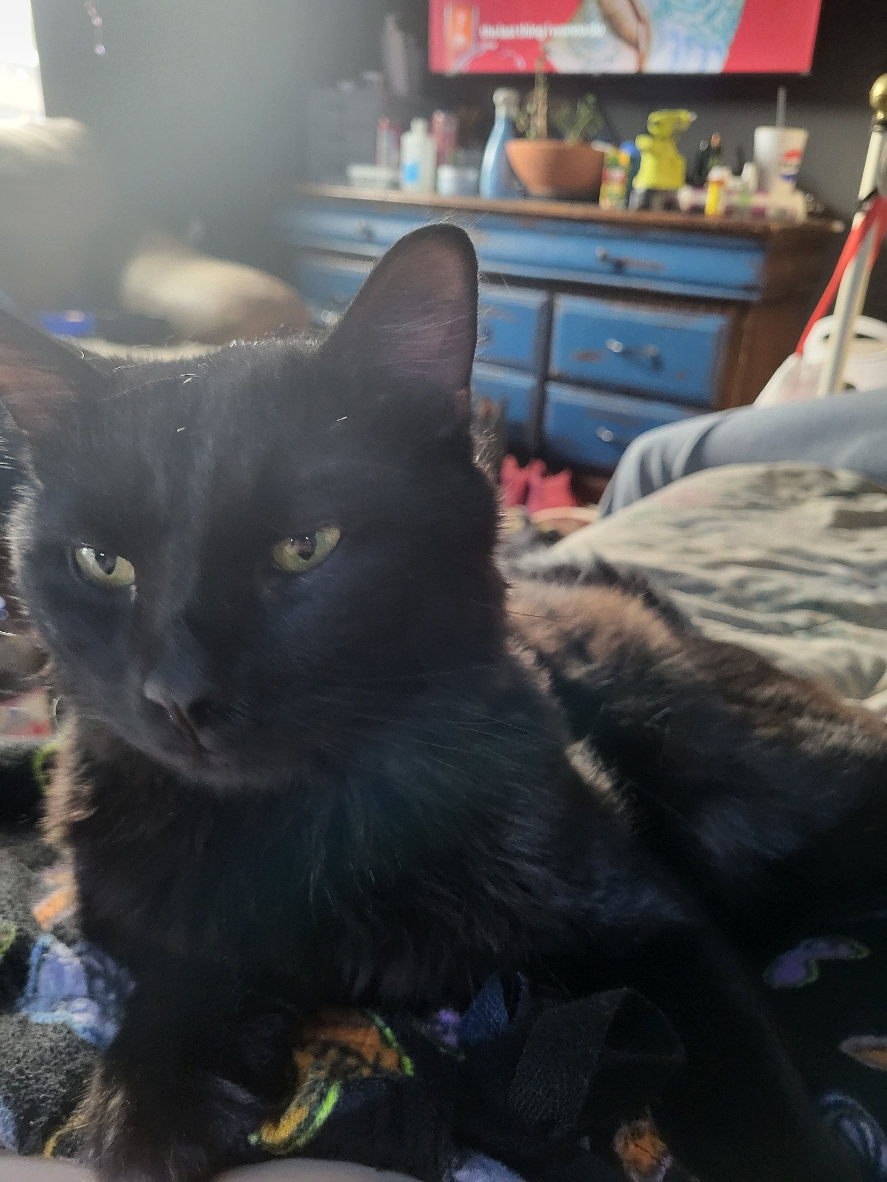Lost Sweet Black Cat - South G...