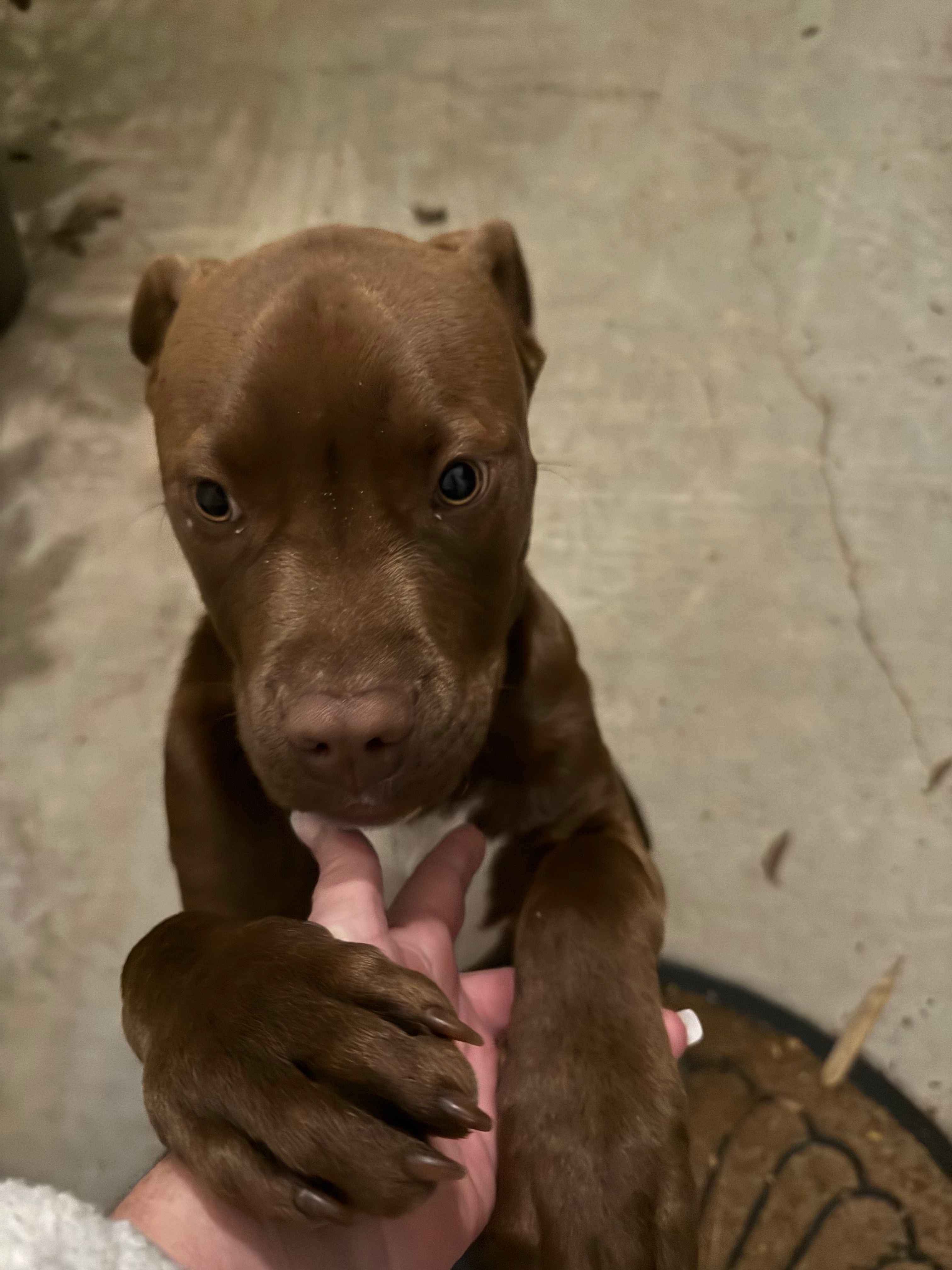 Sweet Dog Found on Old 63 S, L...