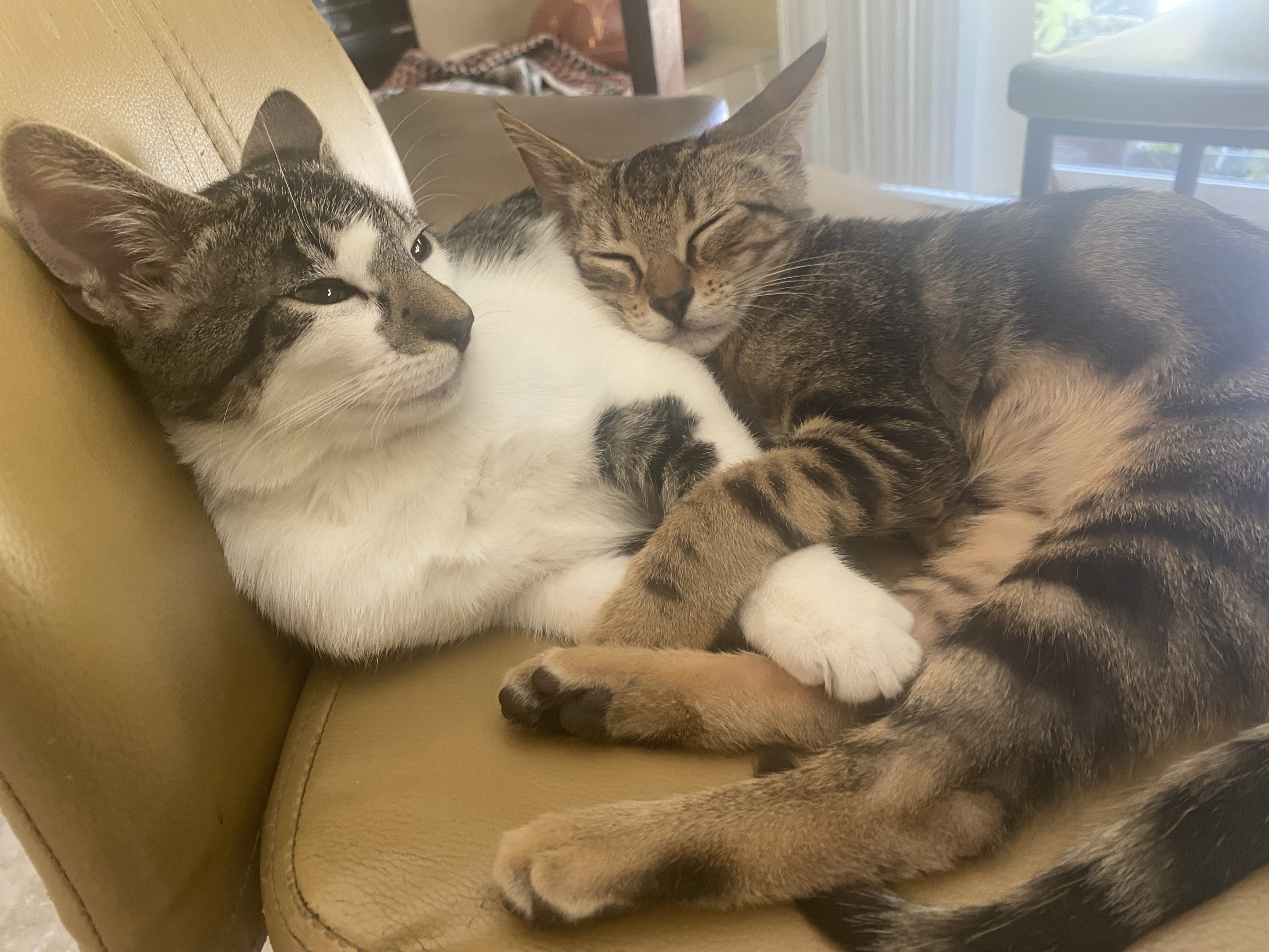 Lost Cat: Medium, White/Grey,...