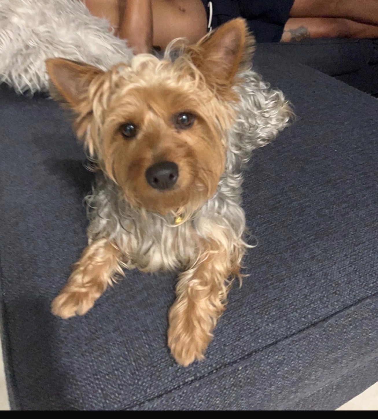 Found Yorkie: Grey & Gold in H...