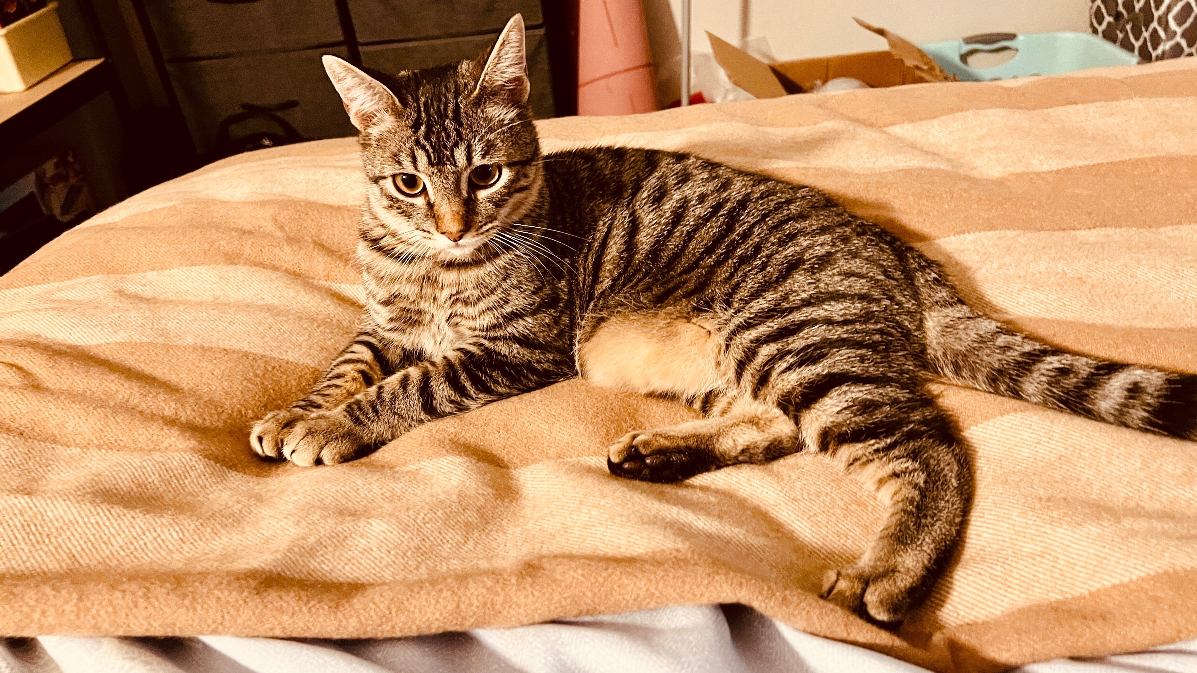 Lost Gray Tabby Cat Near Shado...