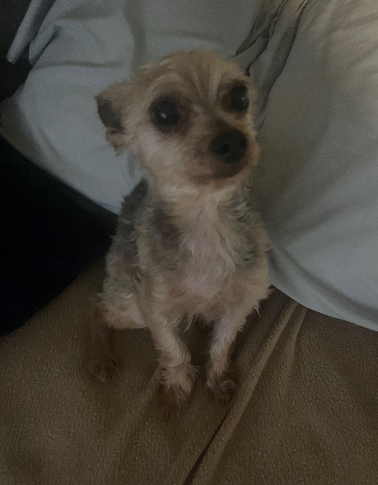 Lost Yorkie on Seminole Blvd - Help!