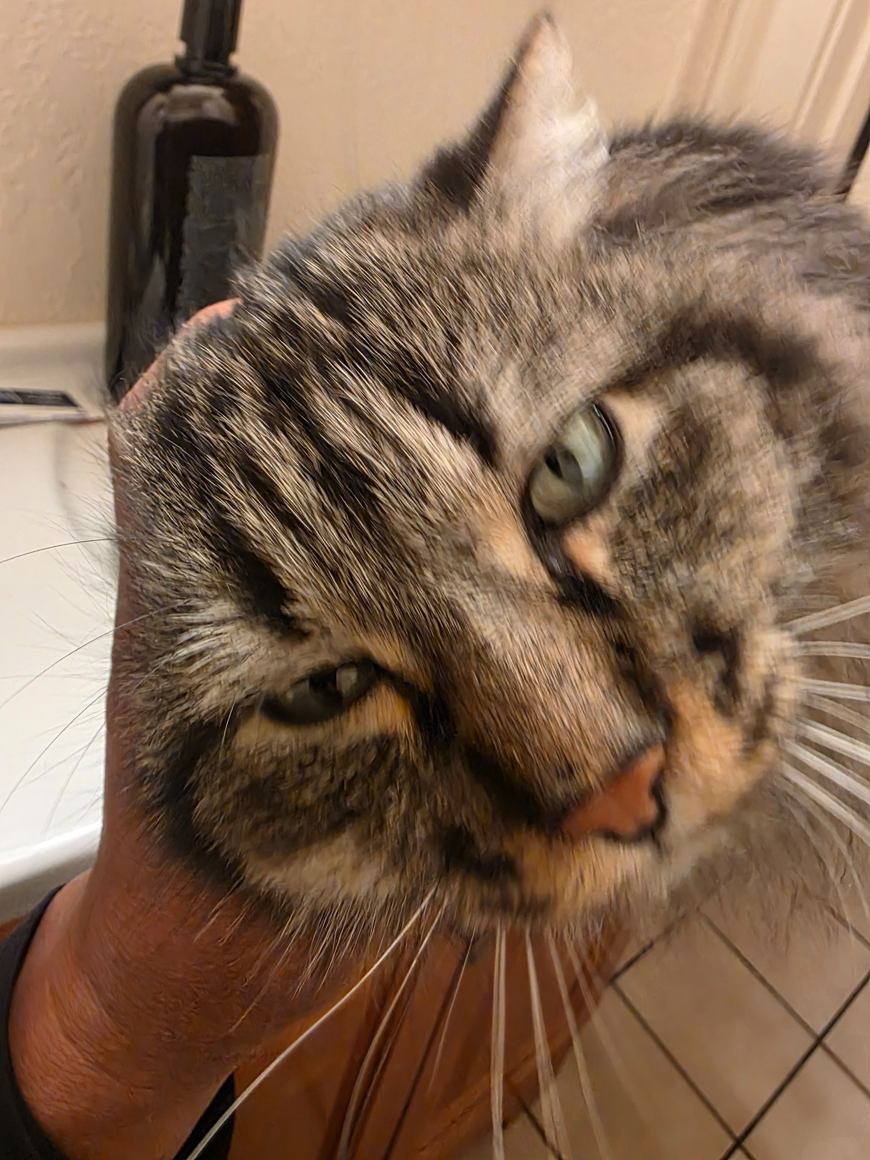 Friendly Cat Missing on Jefferson Ave